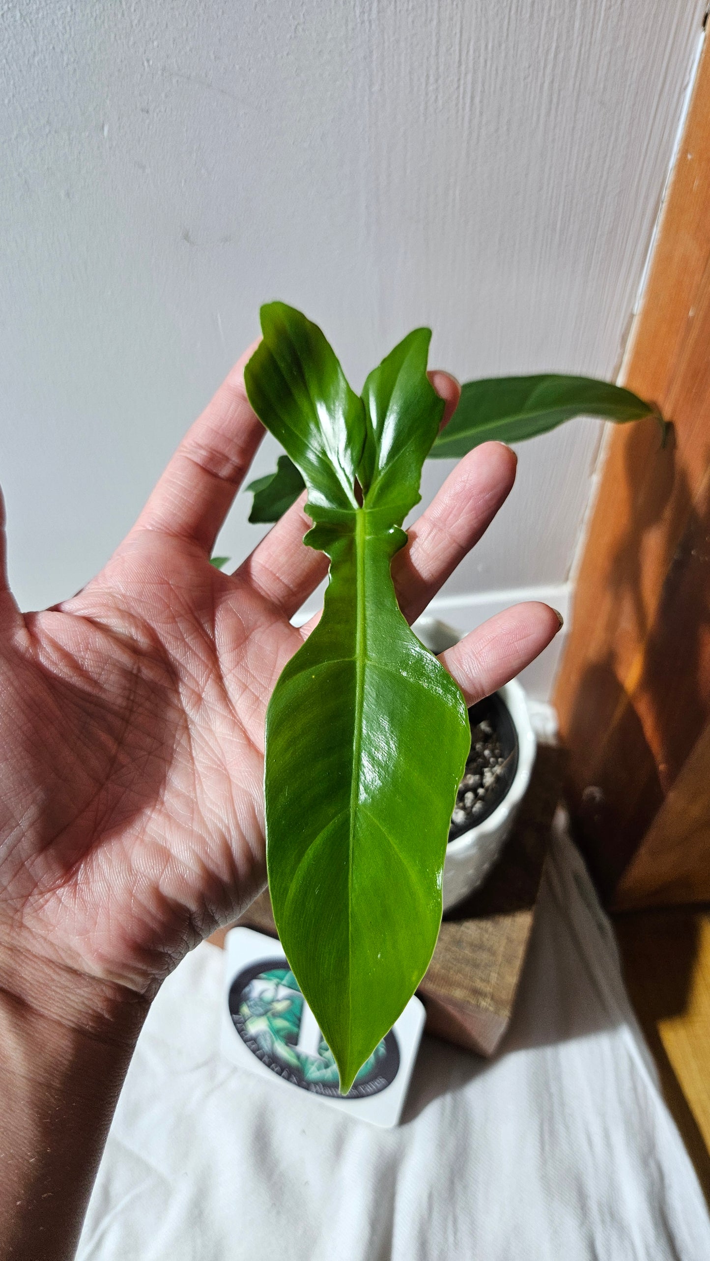 Philodendron Florida Beauty X Bob Cee REVERT(PHI-892)