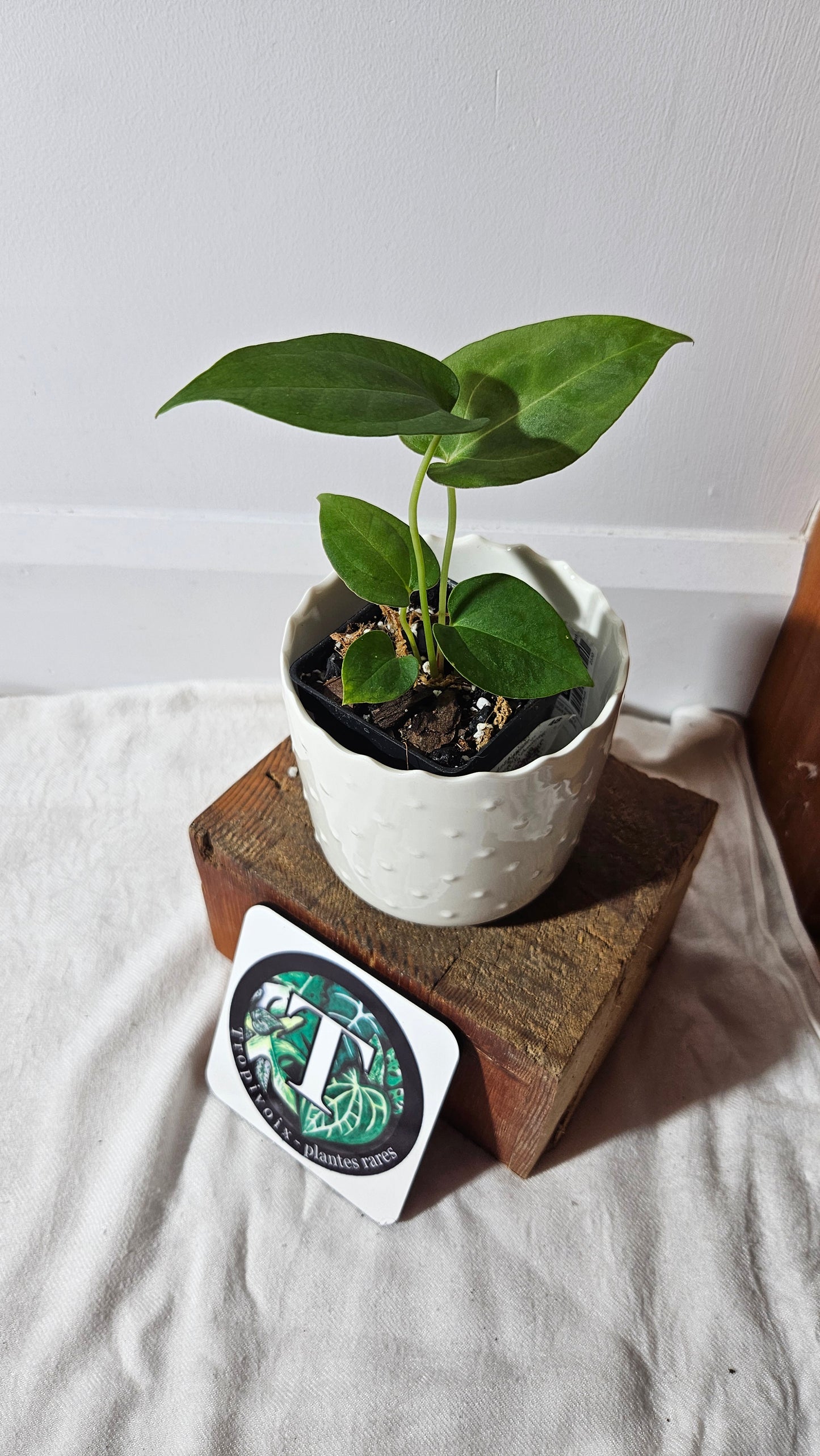 Anthurium Metallicum X Besseae "Format PETIT" (ANT-411)