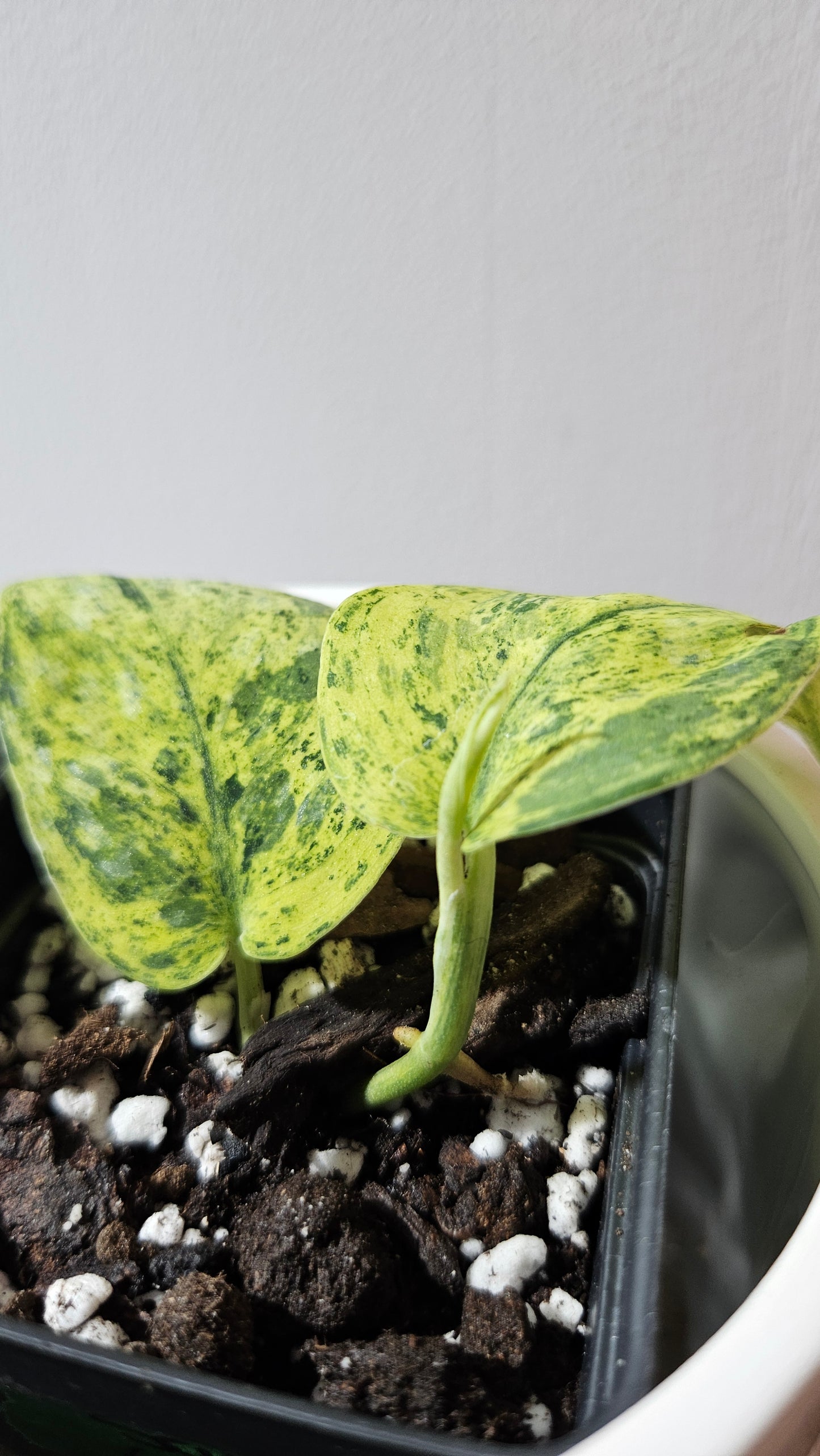 Scindapsus Silver Cloud variegata (SCI-1087)