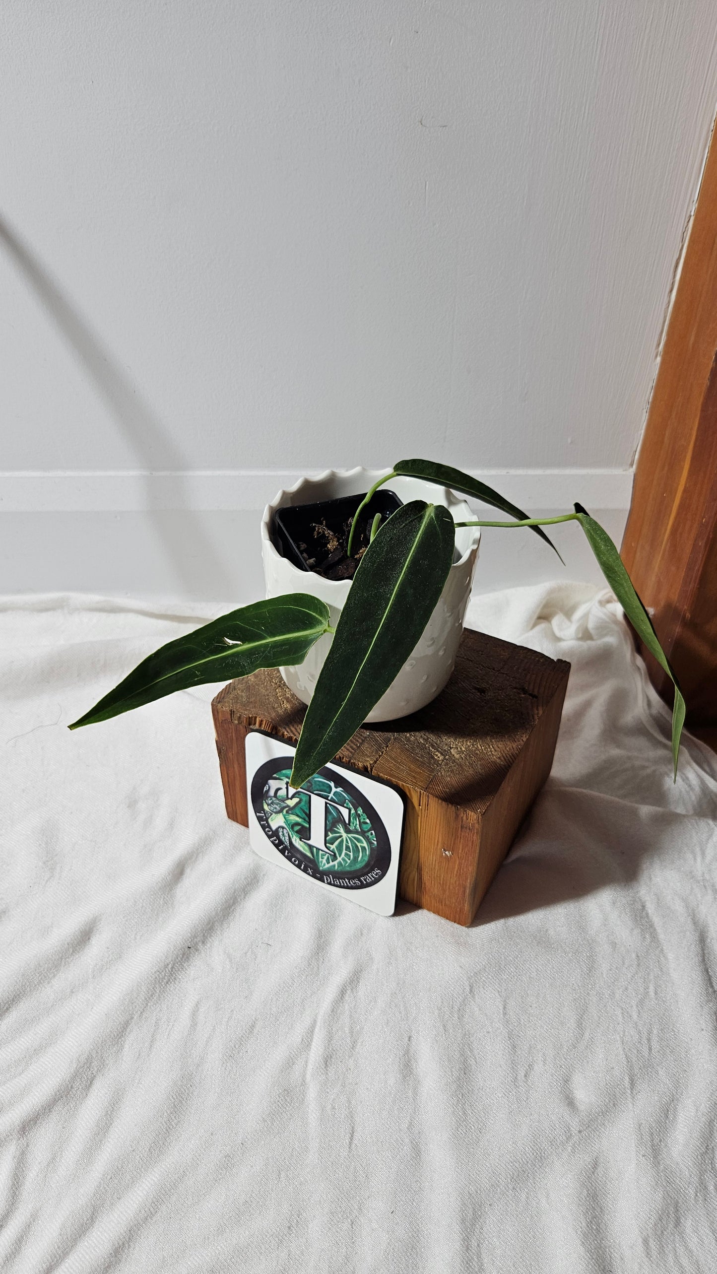 Anthurium Warocqueanum "format MOYEN"(ANT-424)