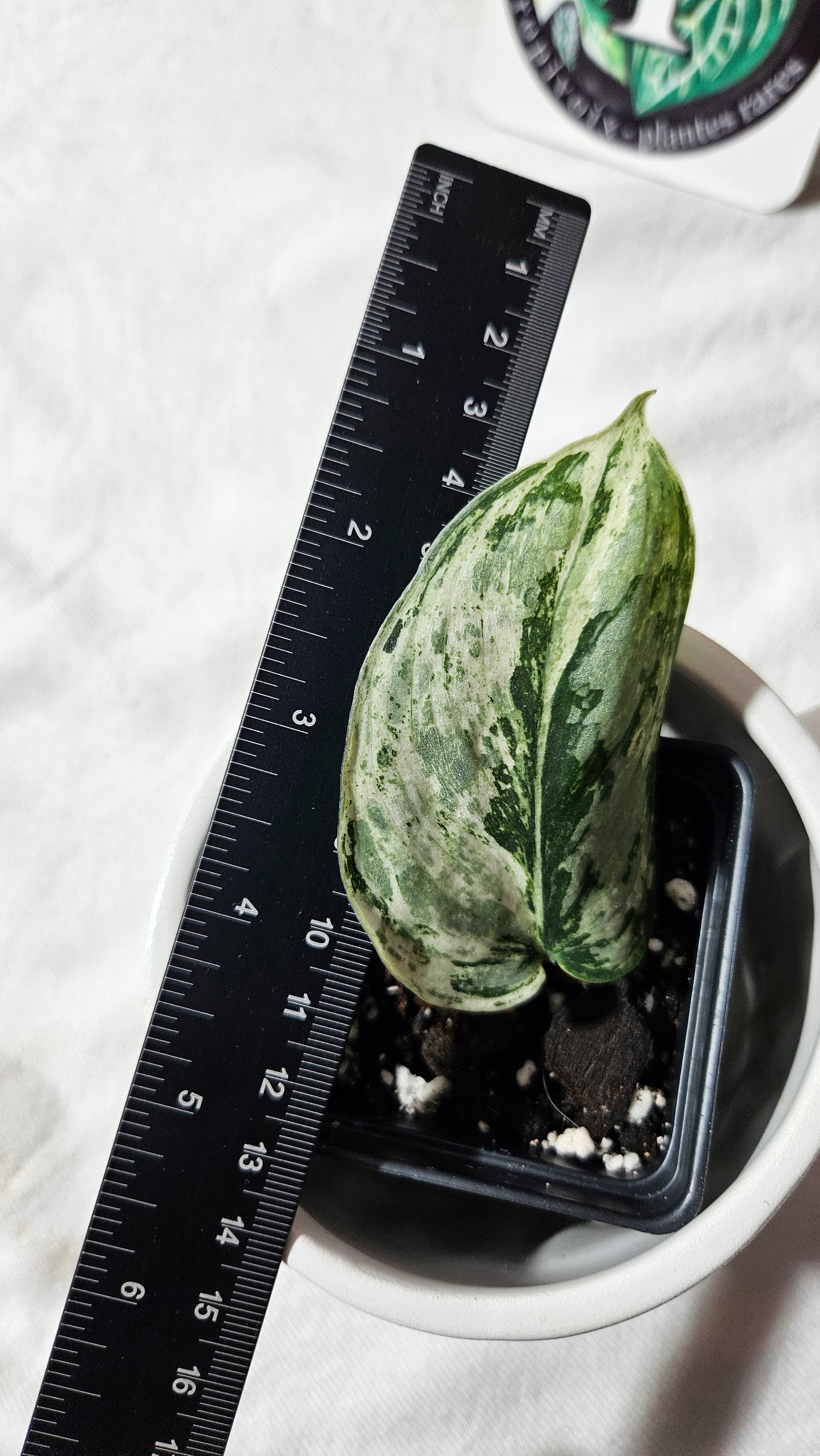 Scindapsus Peasun (SCI-1062)