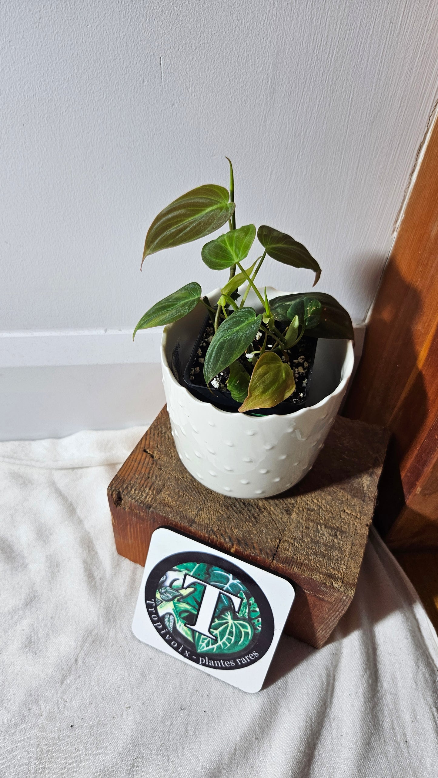 Philodendron Mican Var. REVERT (PHI-787)