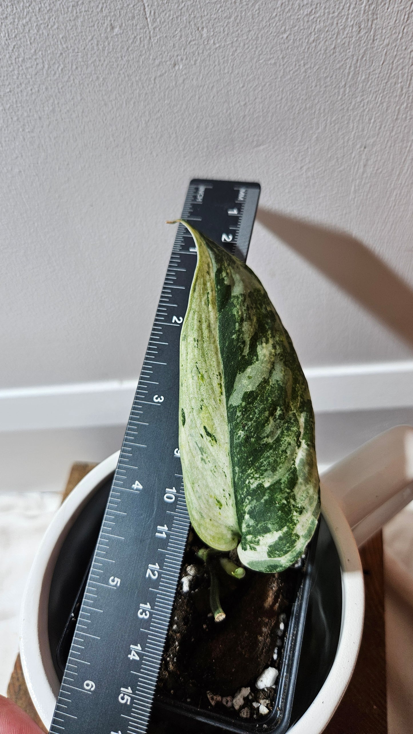 Scindapsus Black Dragon white (SCI-1207)