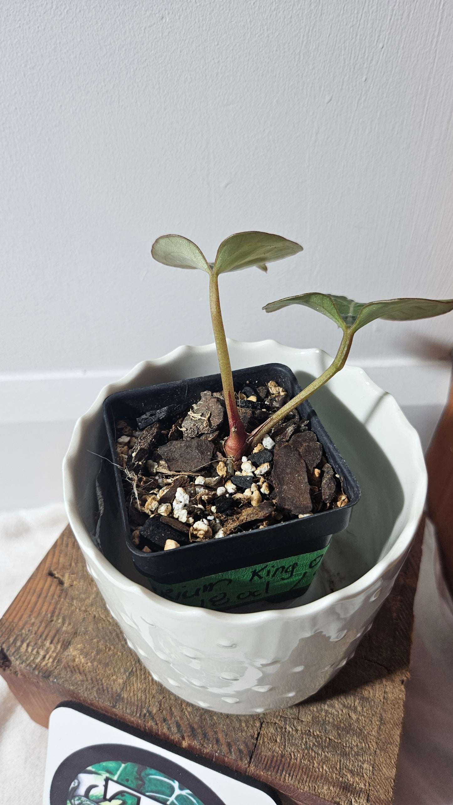 Anthurium KOS HU "format MEDIUM" (ANT-396)