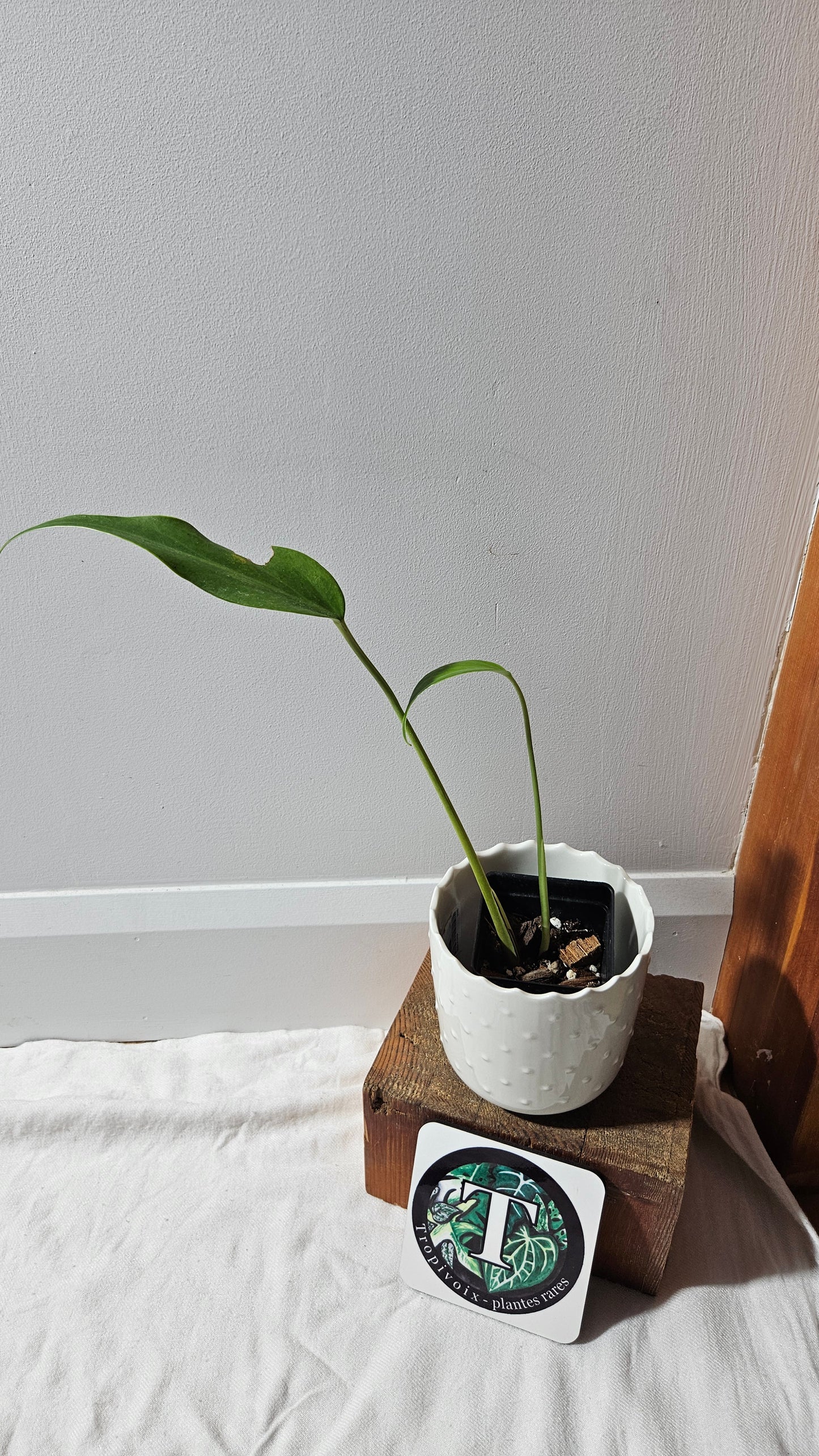 Monstera Burlemarx Flame/Dilacerata (MON-458)