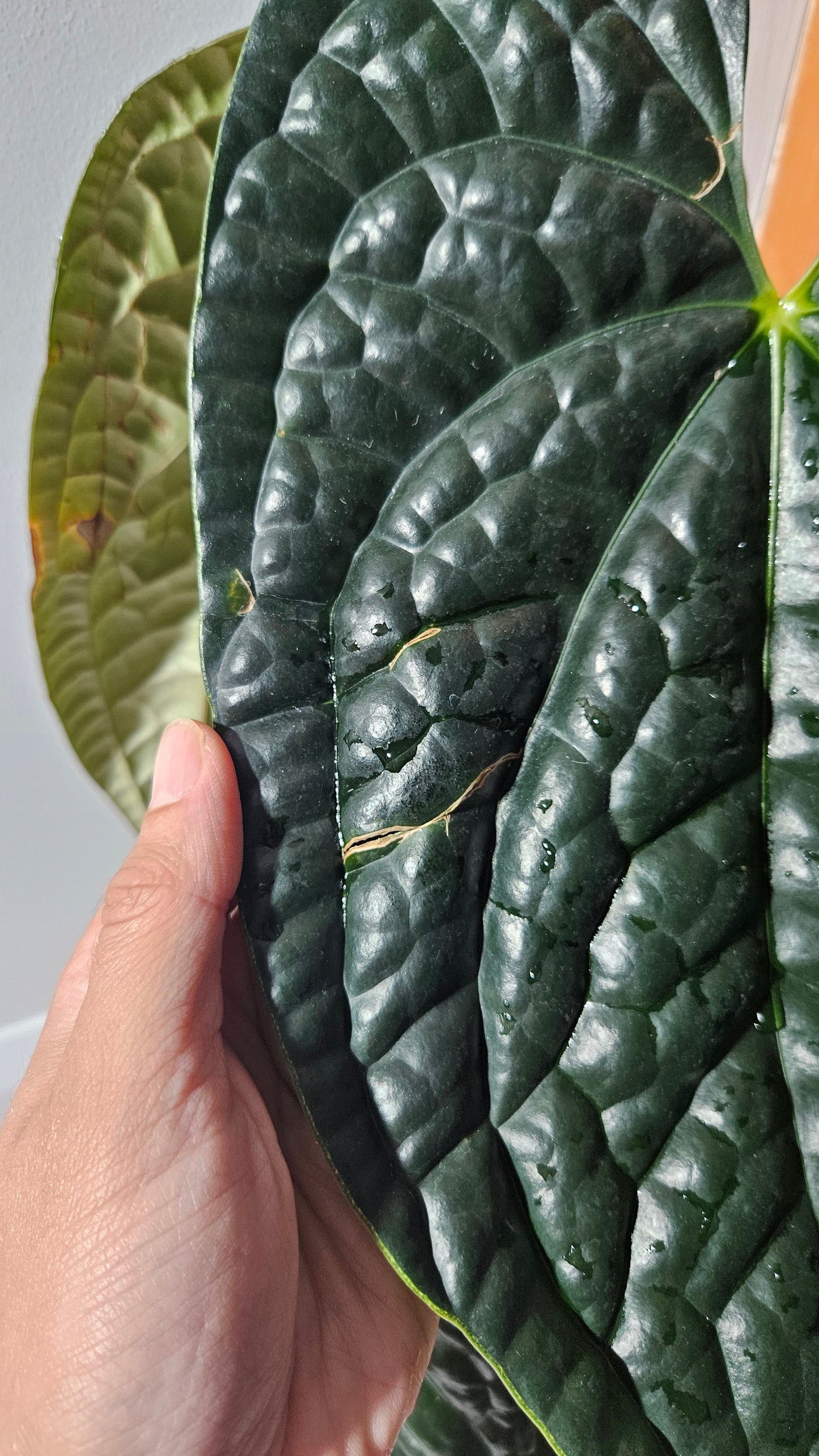 Anthurium Luxurians Dark "format XLARGE" (ANT-488)