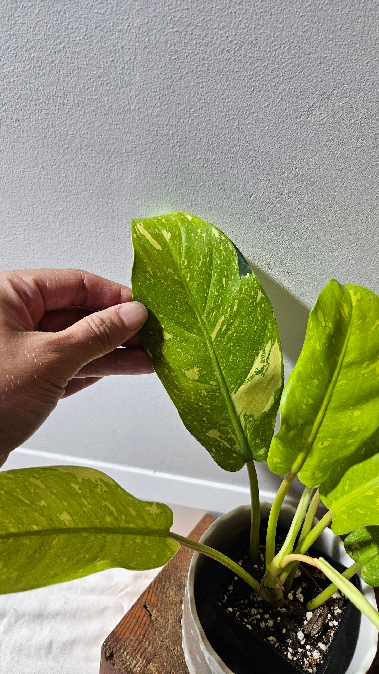 Philodendron Golden Goldness (PHI-894)