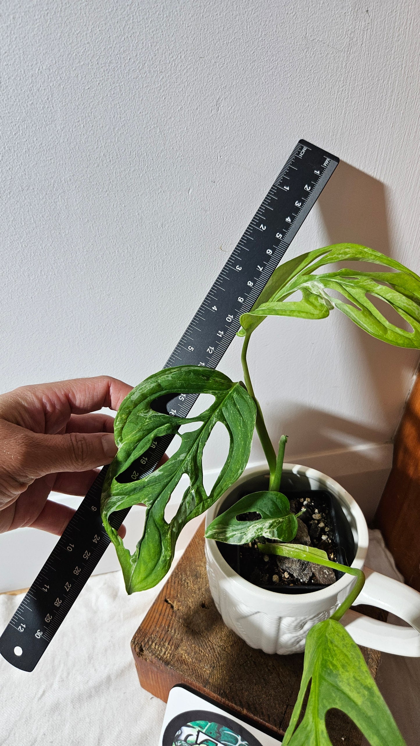 Monstera Andasonii Mint/Indo (MON-476)