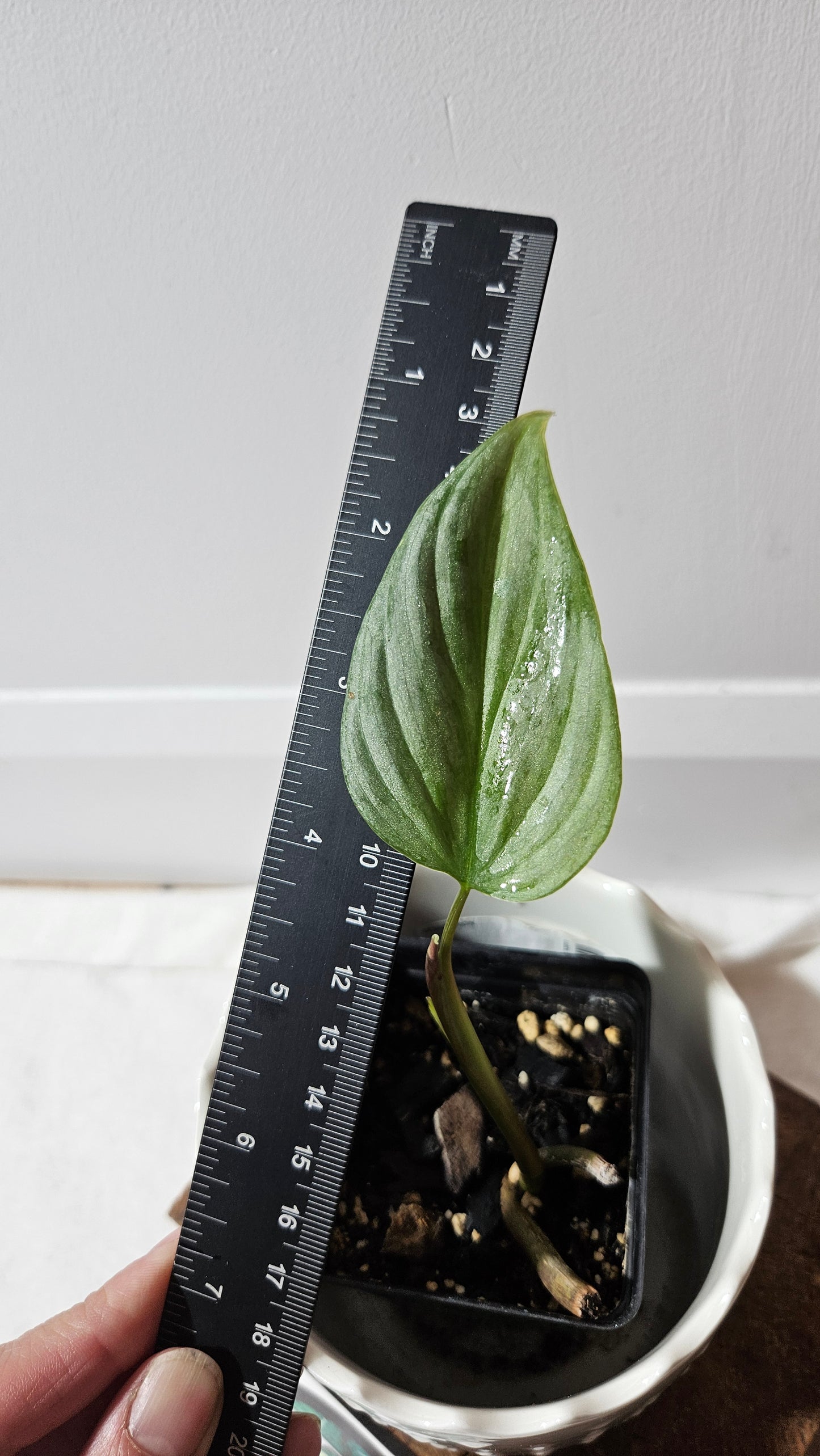 Philodendron Majestic (PHI-812)