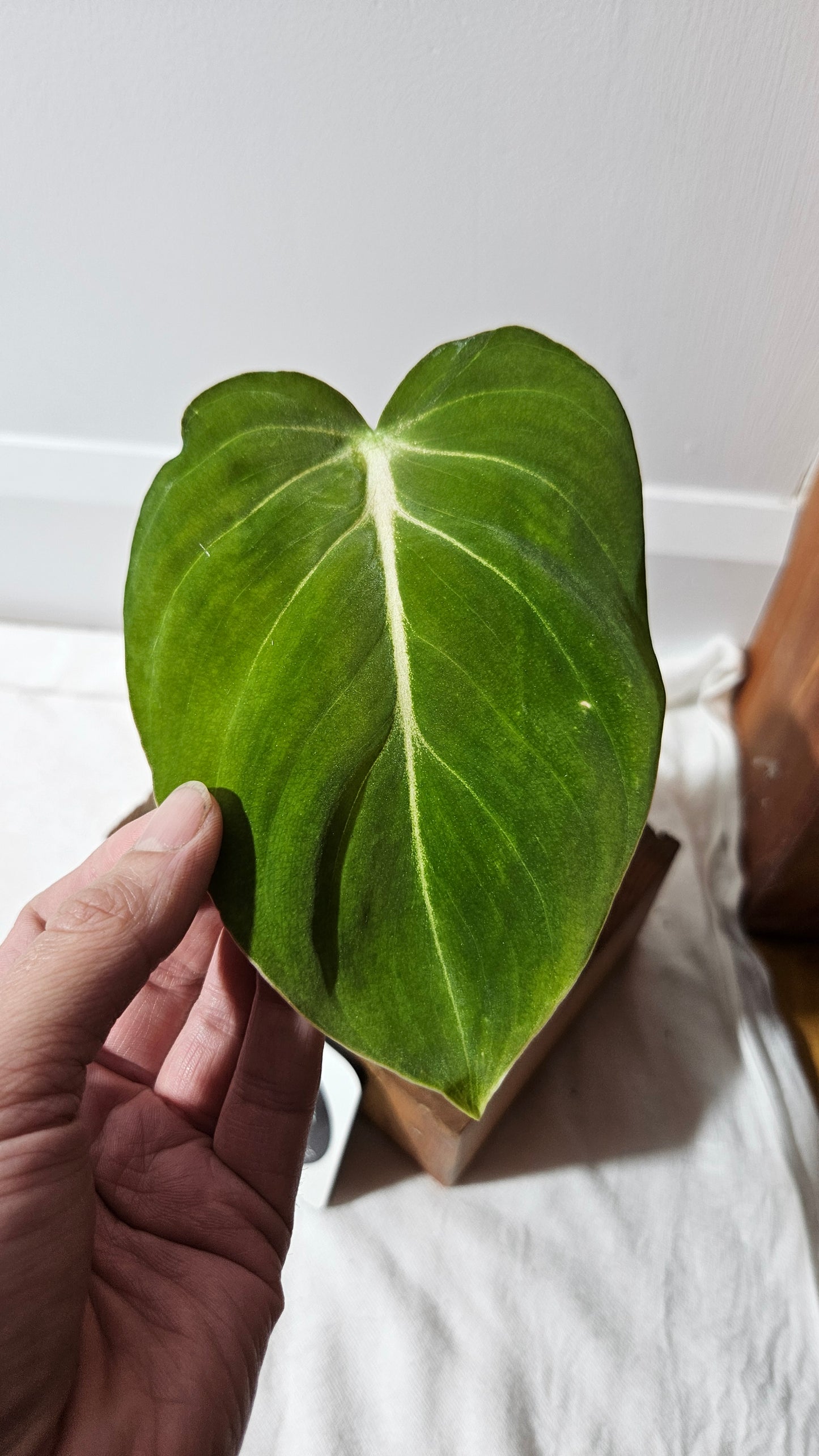 Philodendron Gloriosum x Plowmanii (PHI-815)