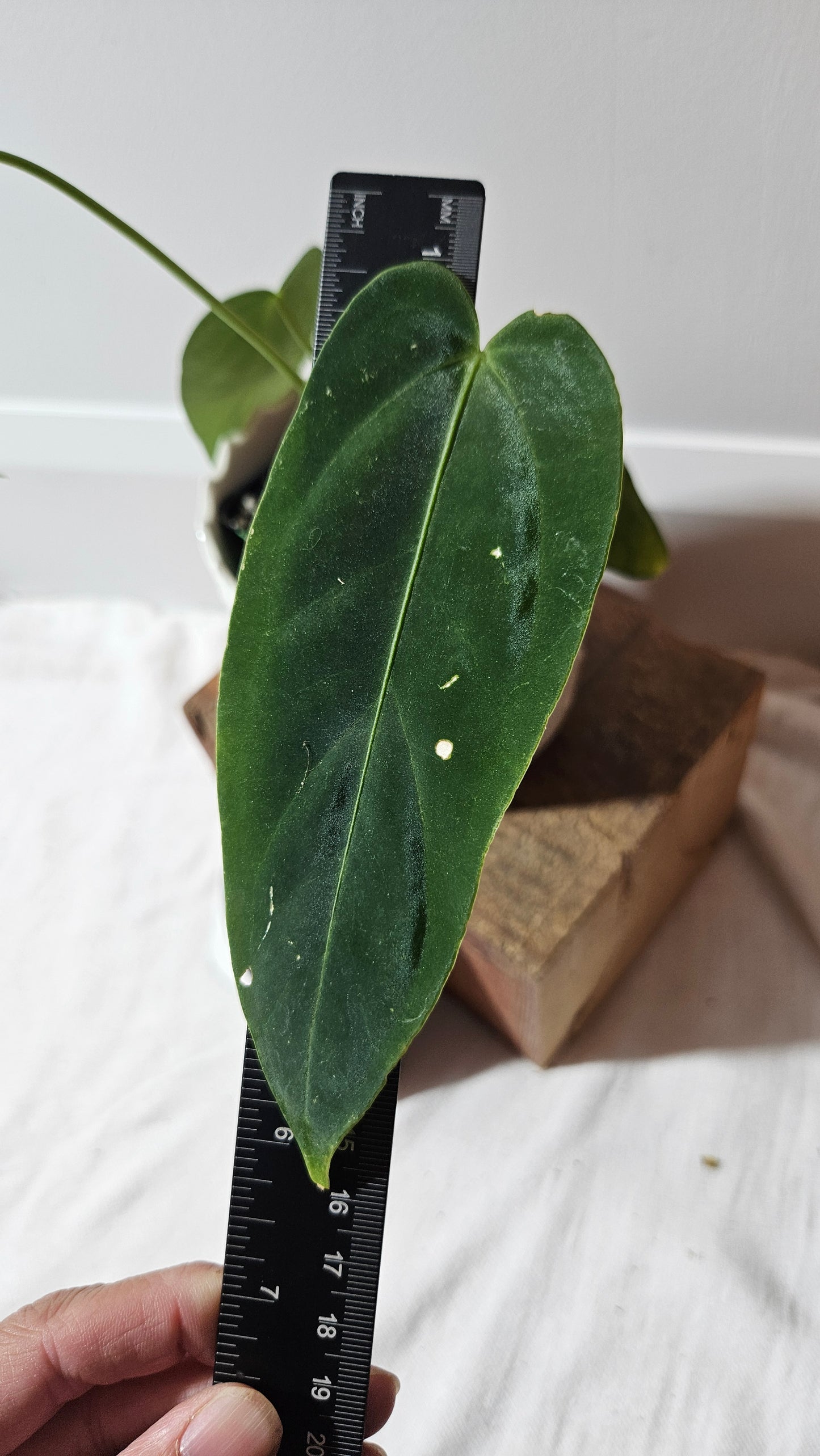 Anthurium Cirinoi X Forgetti "format PETIT" (ANT-435)