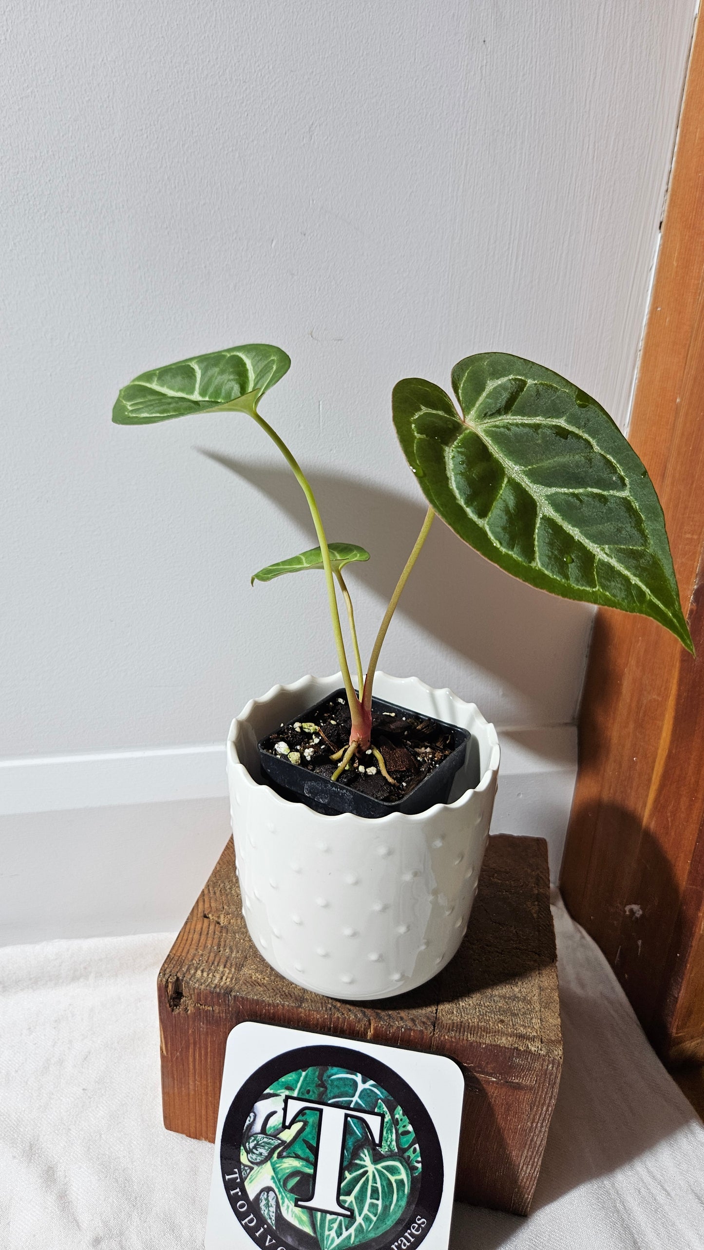 Anthurium Crystallinum Hybrid "format MOYEN" (ANT-177)