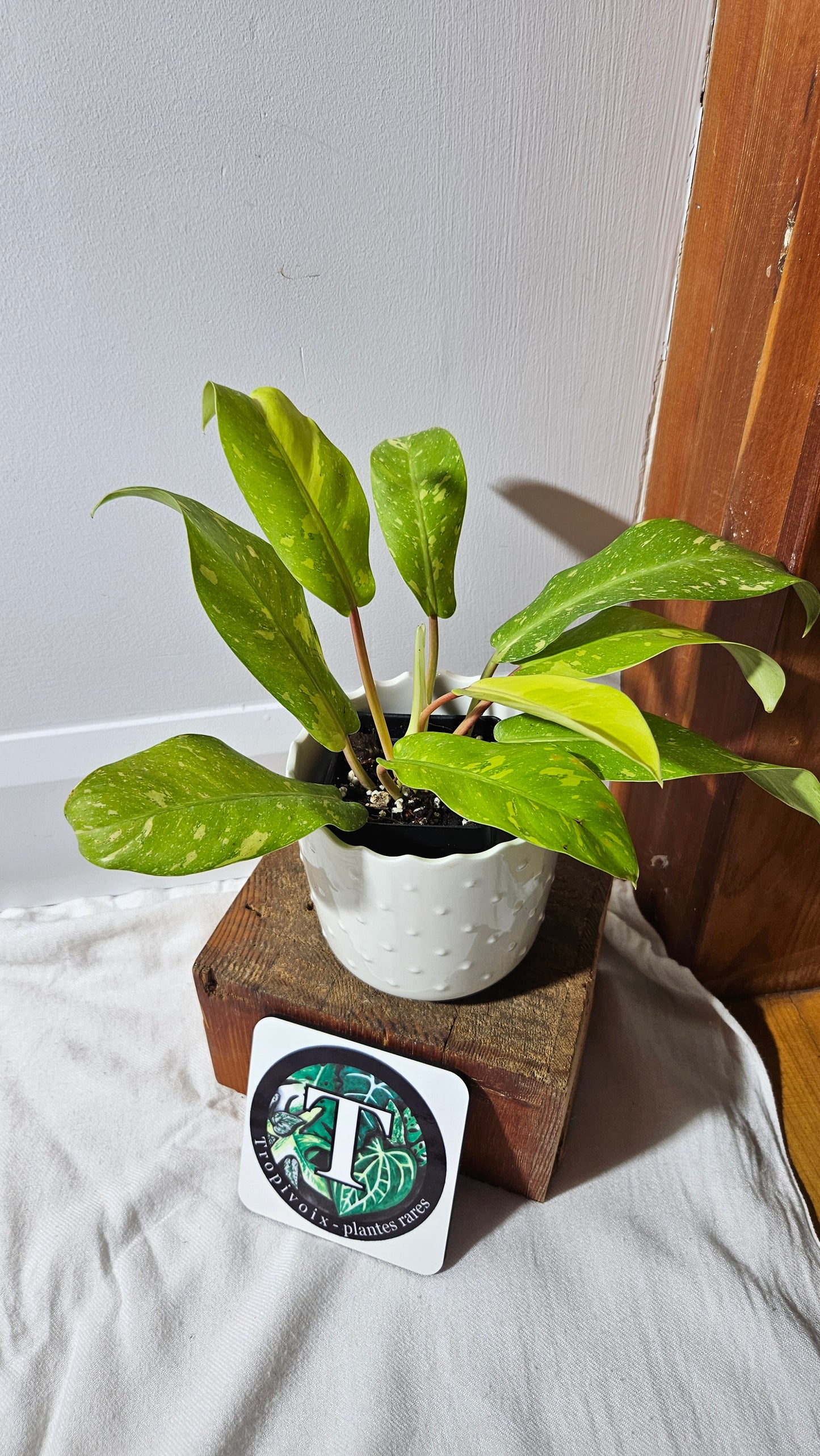 Philodendron Golden Goldness (PHI-919)