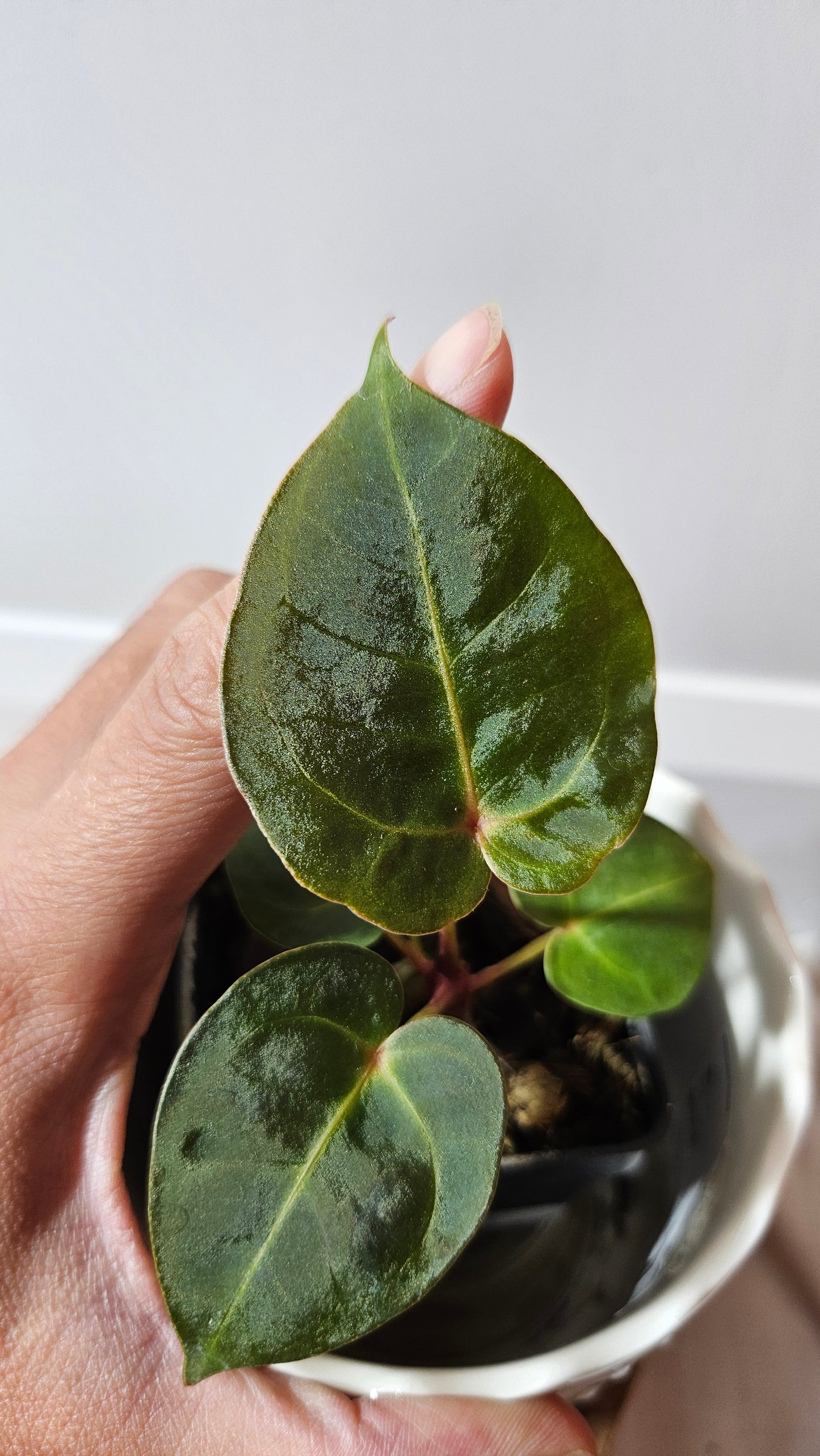 Anthurium Dressleri "format PETIT" (ANT-464)