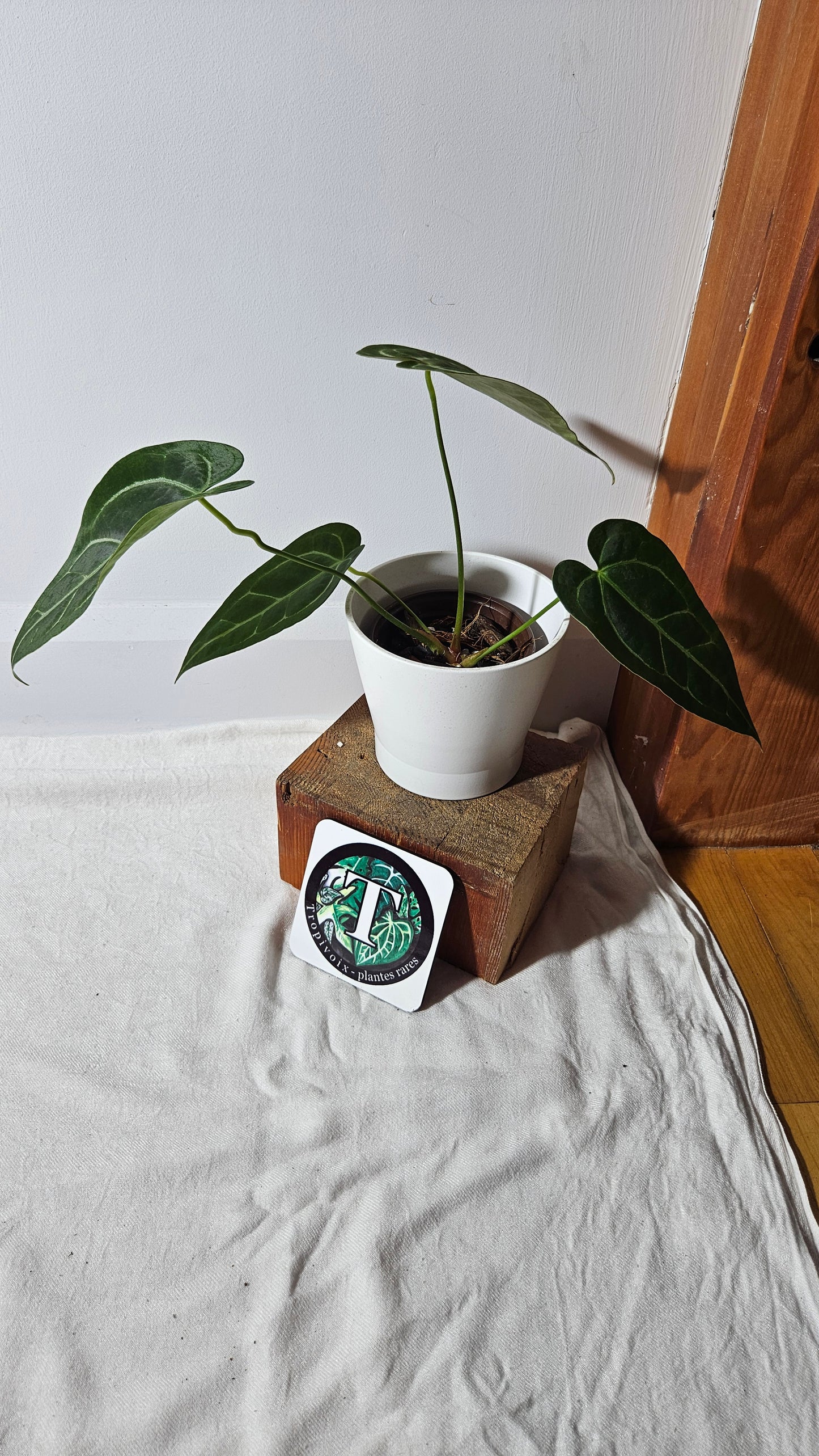 Anthurium Forgetti X Magnificum "format MOYEN/LARGE" (ANT-410)