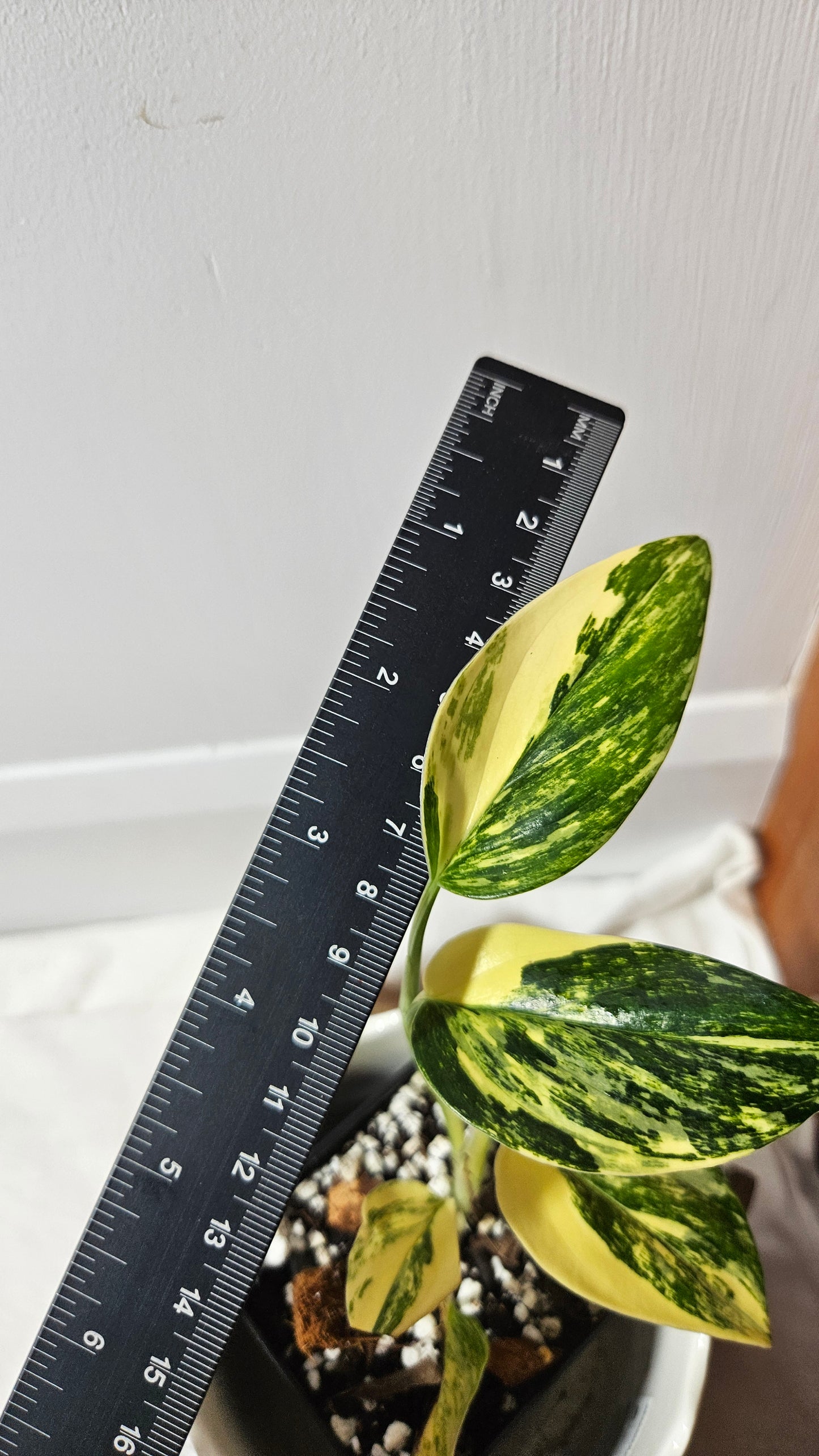 Monstera Standleyana Aurea (MON-411)