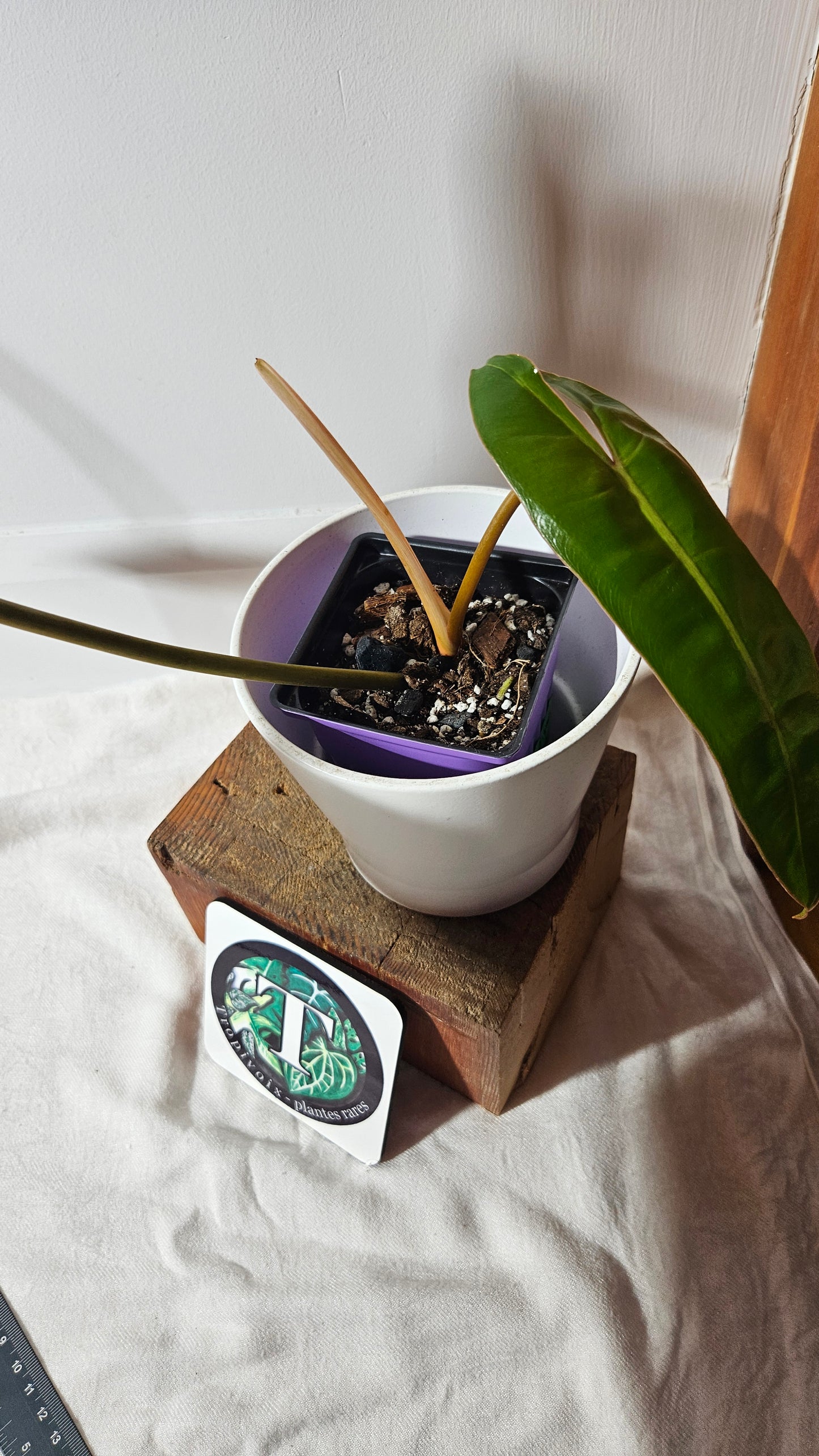 Philodendron Billietiae (PHI-801)