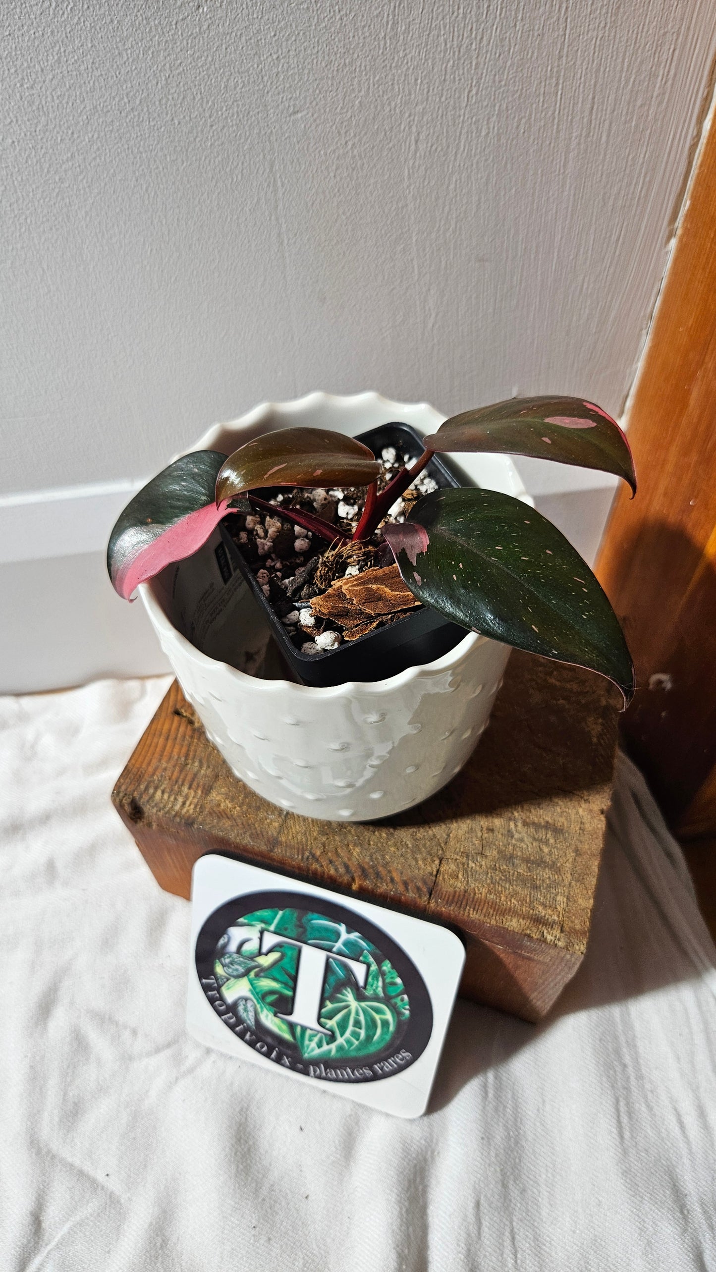 Philodendron Black Cherry (PHI-881)