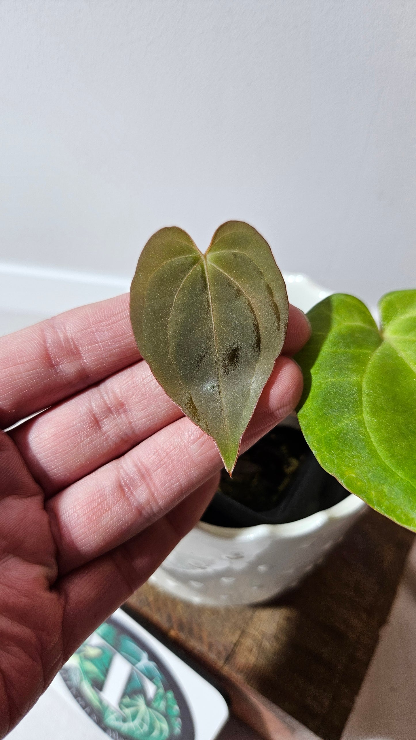 Anthurium Dressleri "format PETIT" (ANT-461)