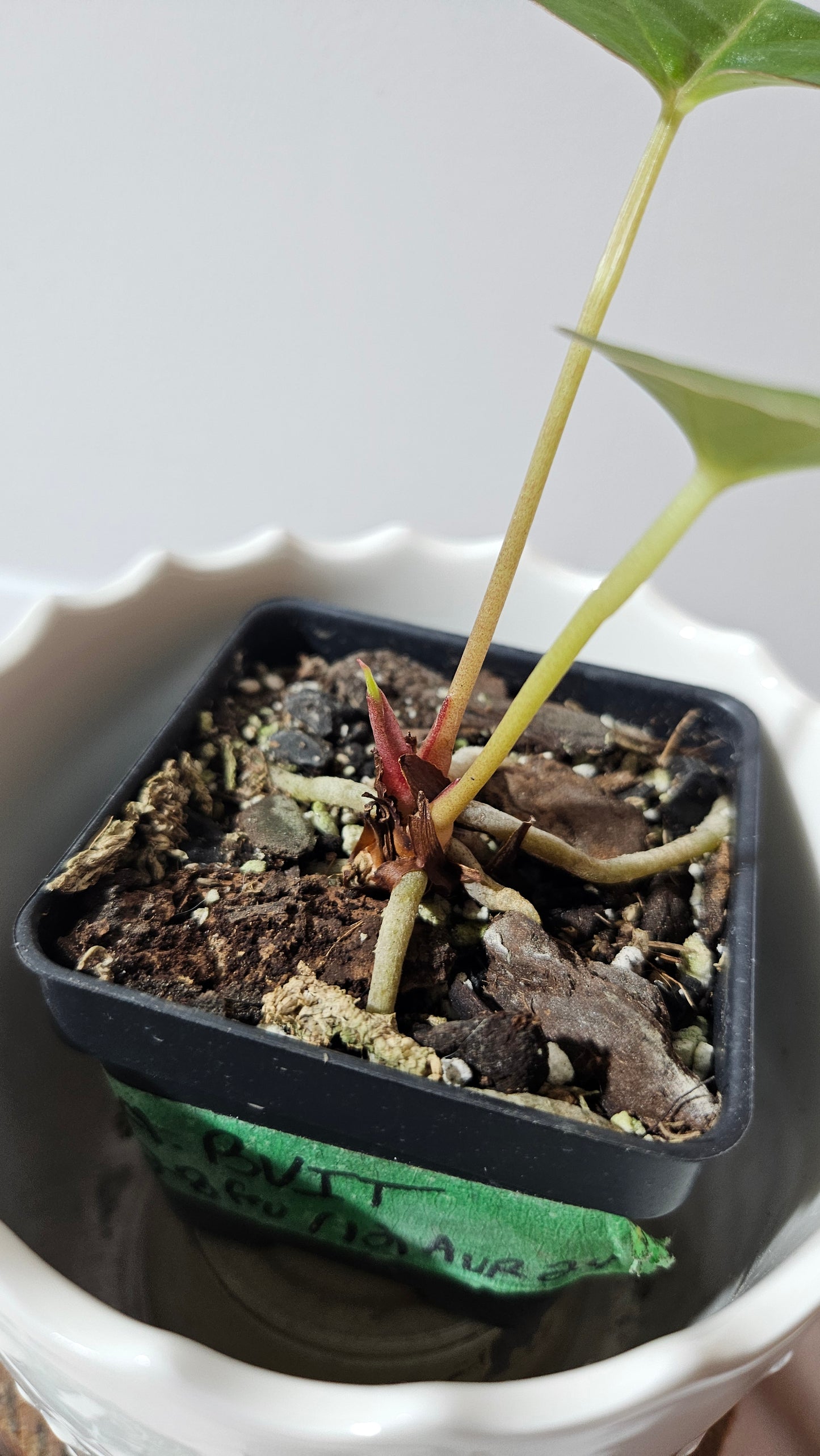Anthurium BVIT "format MOYEN" (ANT-120)