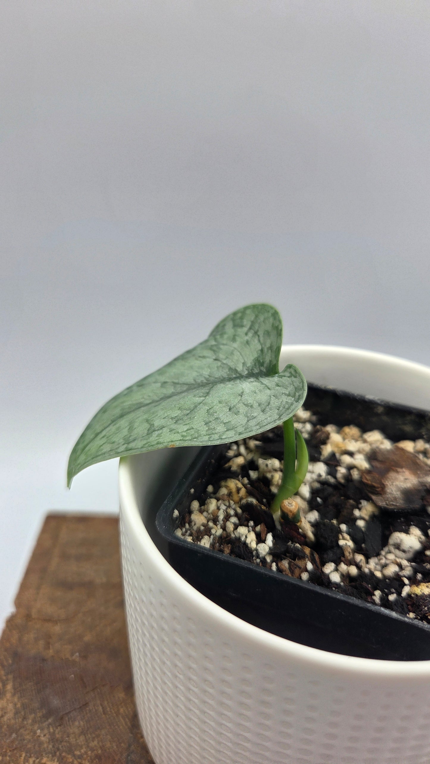 Scindapsus Silver Cloud (SCI-448)