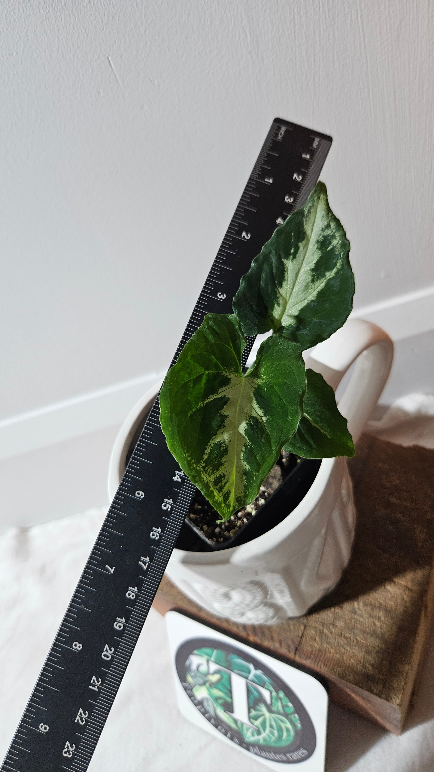 Syngonium Wendlandii "Southern Star"(SYN-054)