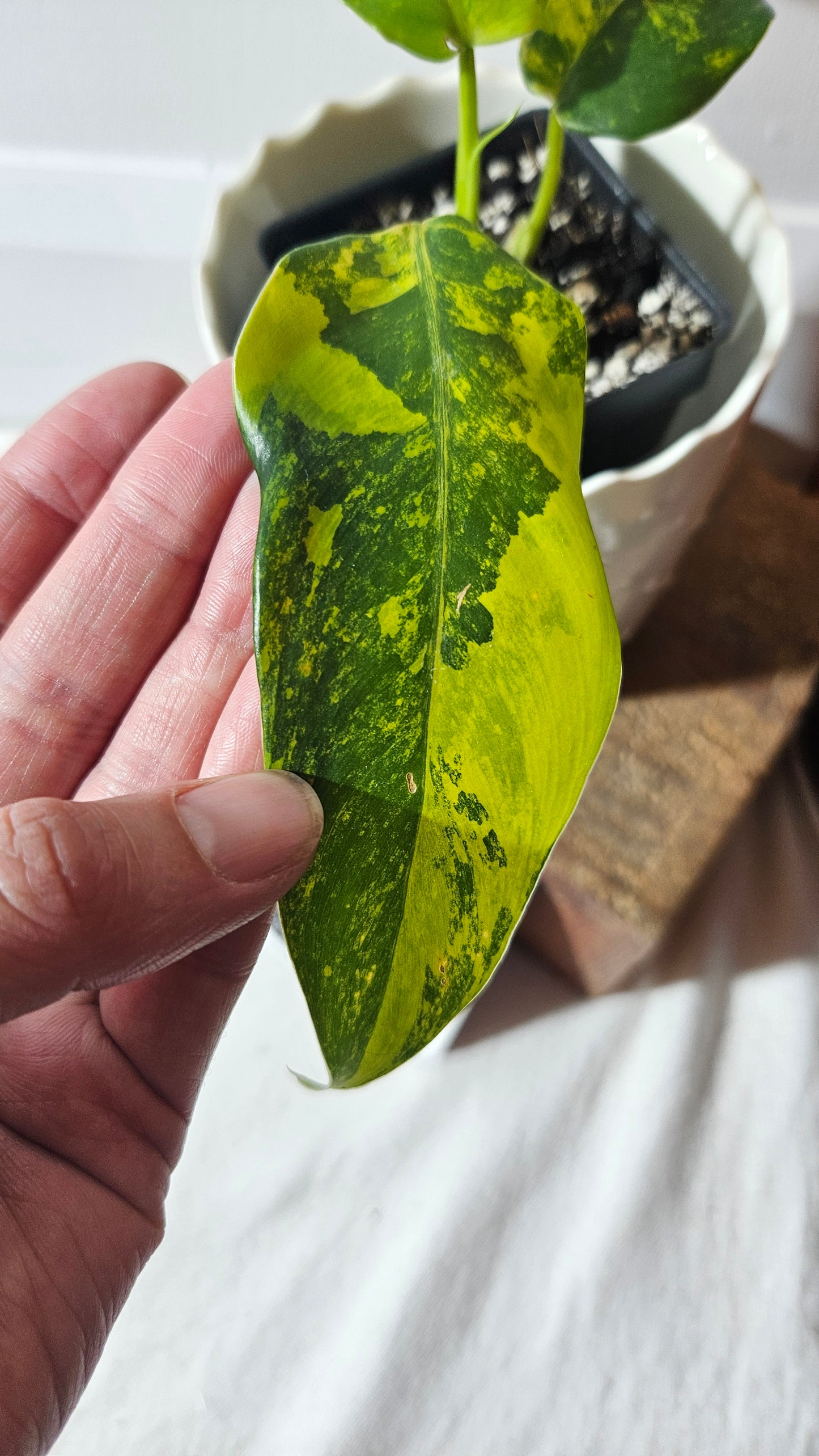 Philodendron Domesticum Variegata (PHI-774)