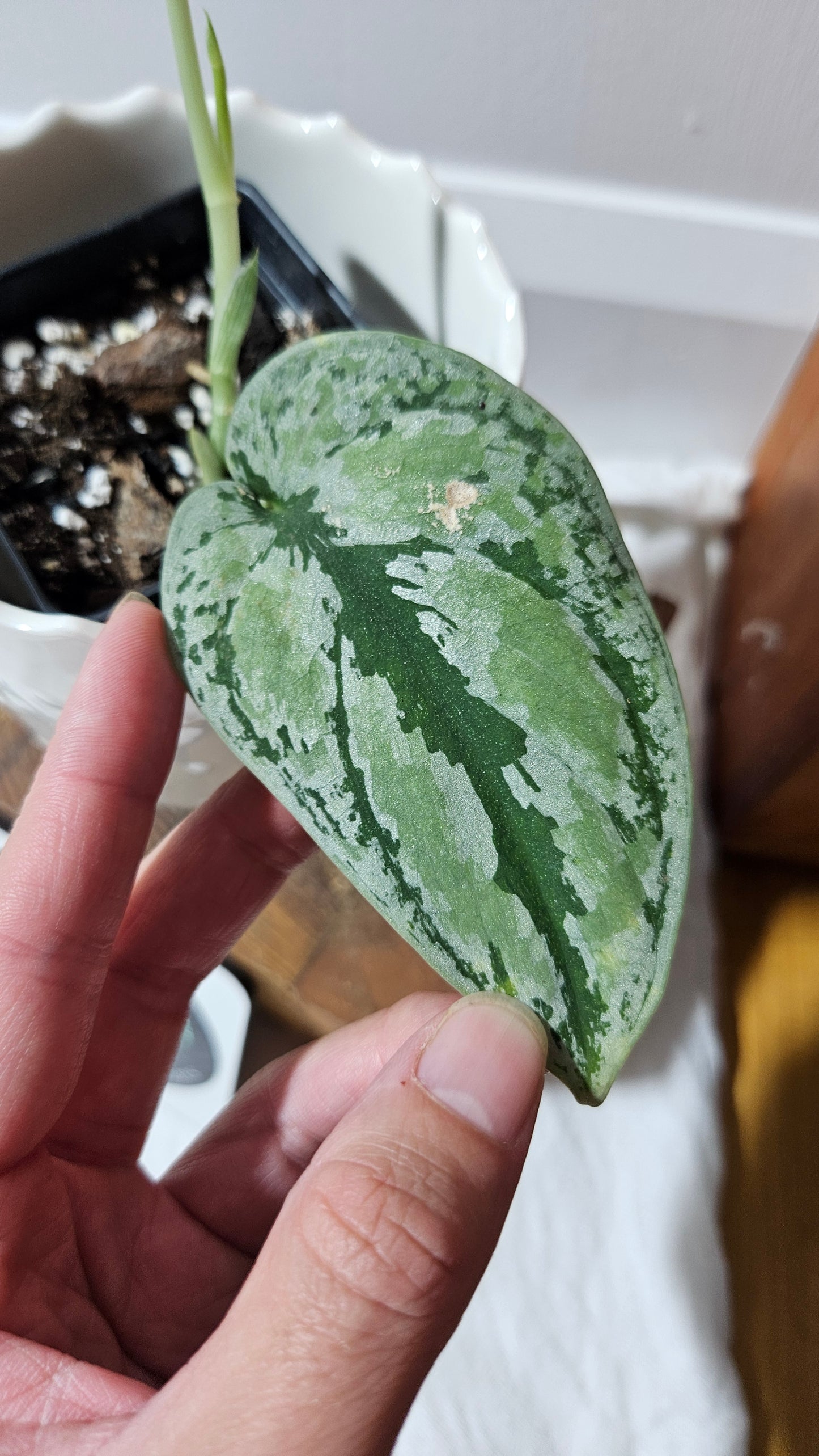 Scindapsus Tricolore silver Platinum (SCI-1321)