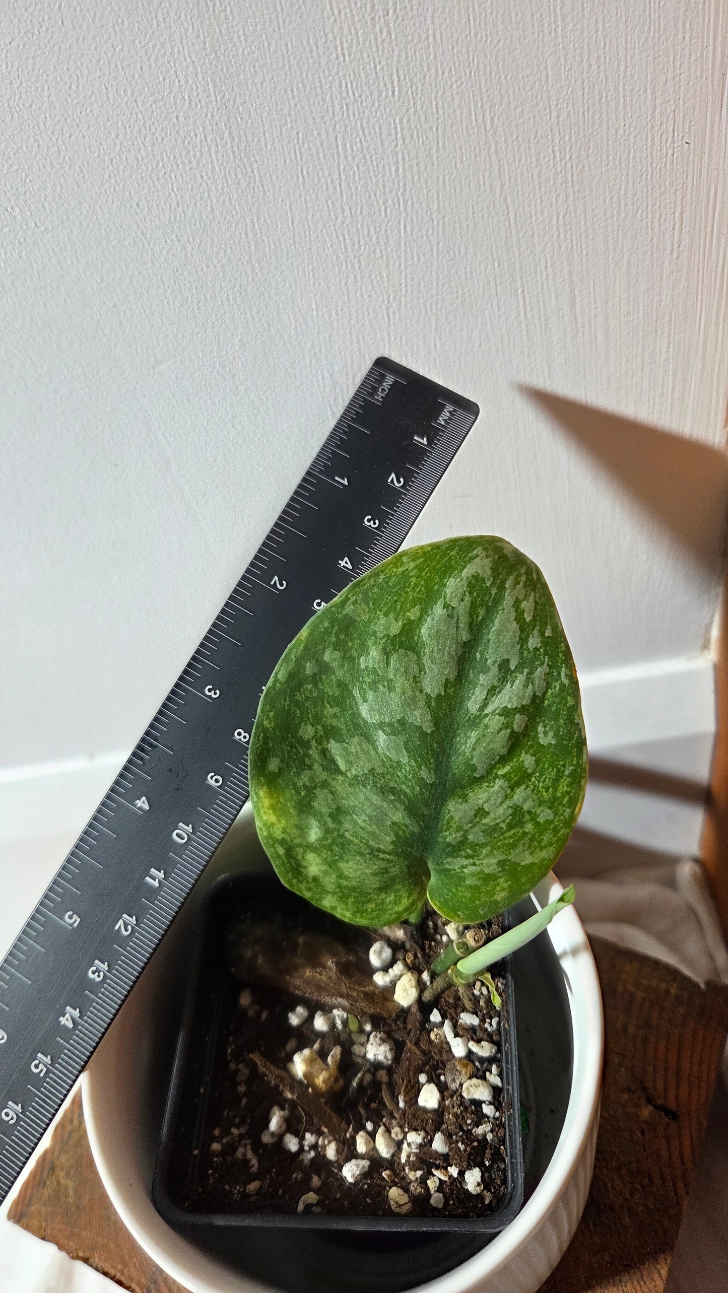 Scindapsus Exotica Pictus mint (SCI-1378)