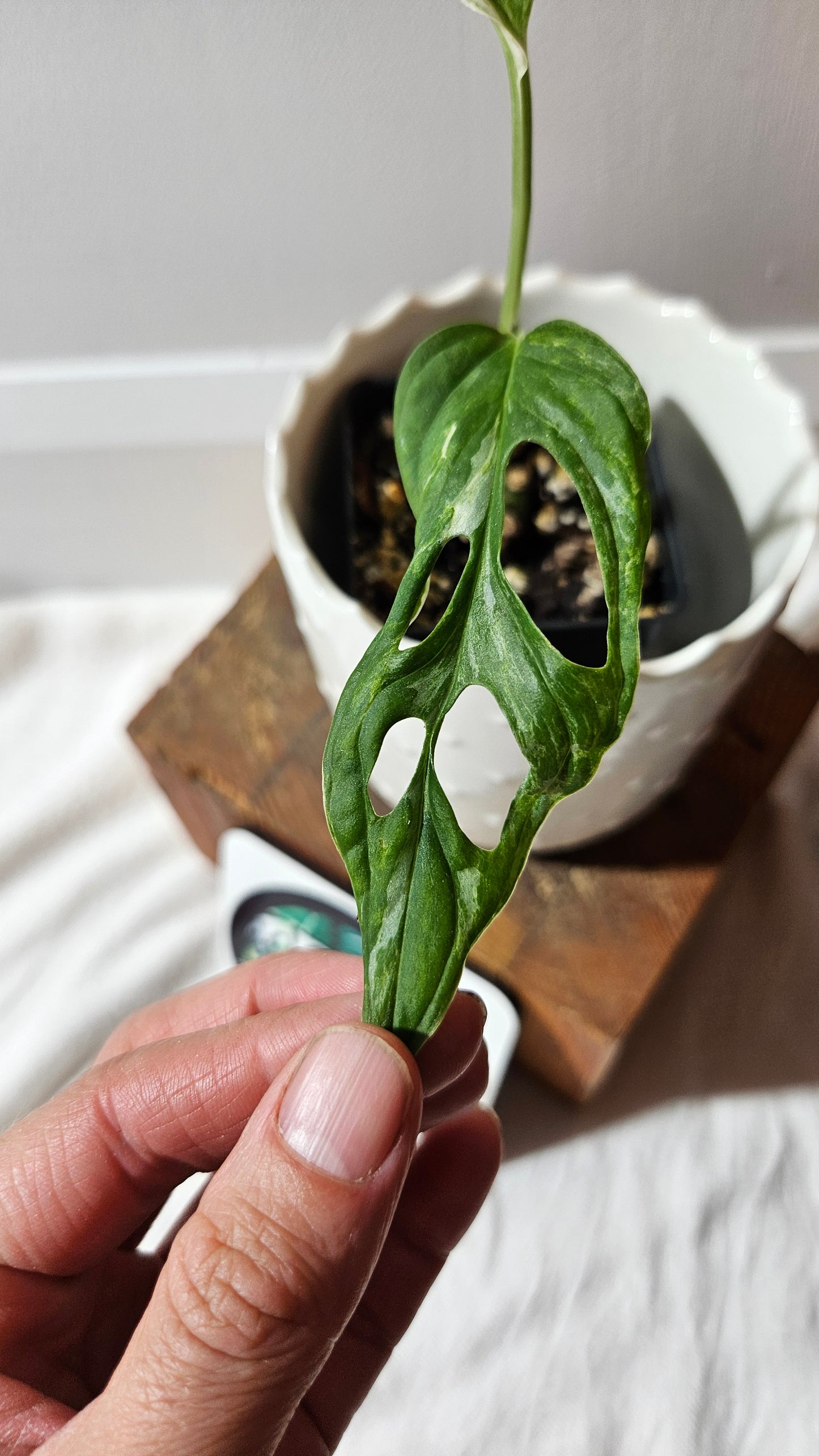 Monstera Andasonii Mint/Indo (MON-420)