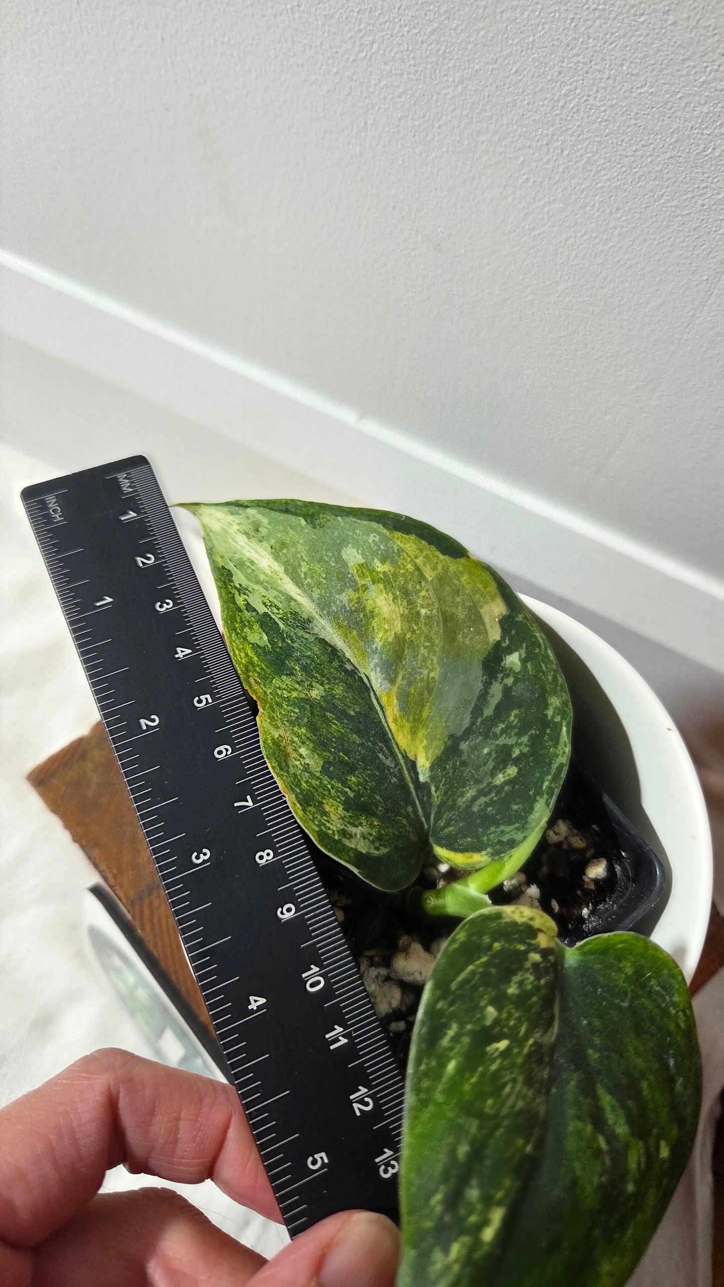 Scindapsus Dark satin Tricolore (SCI-1394)
