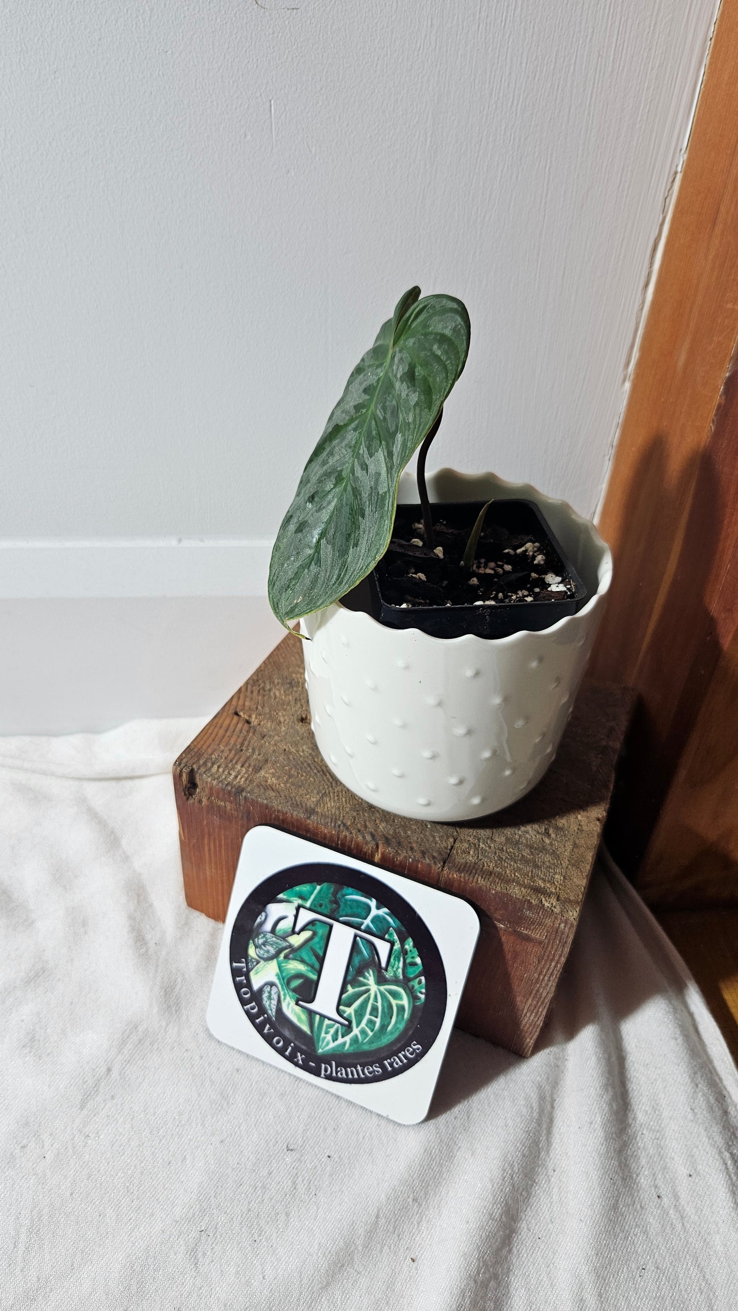 Philodendron Majestic (PHI-779)