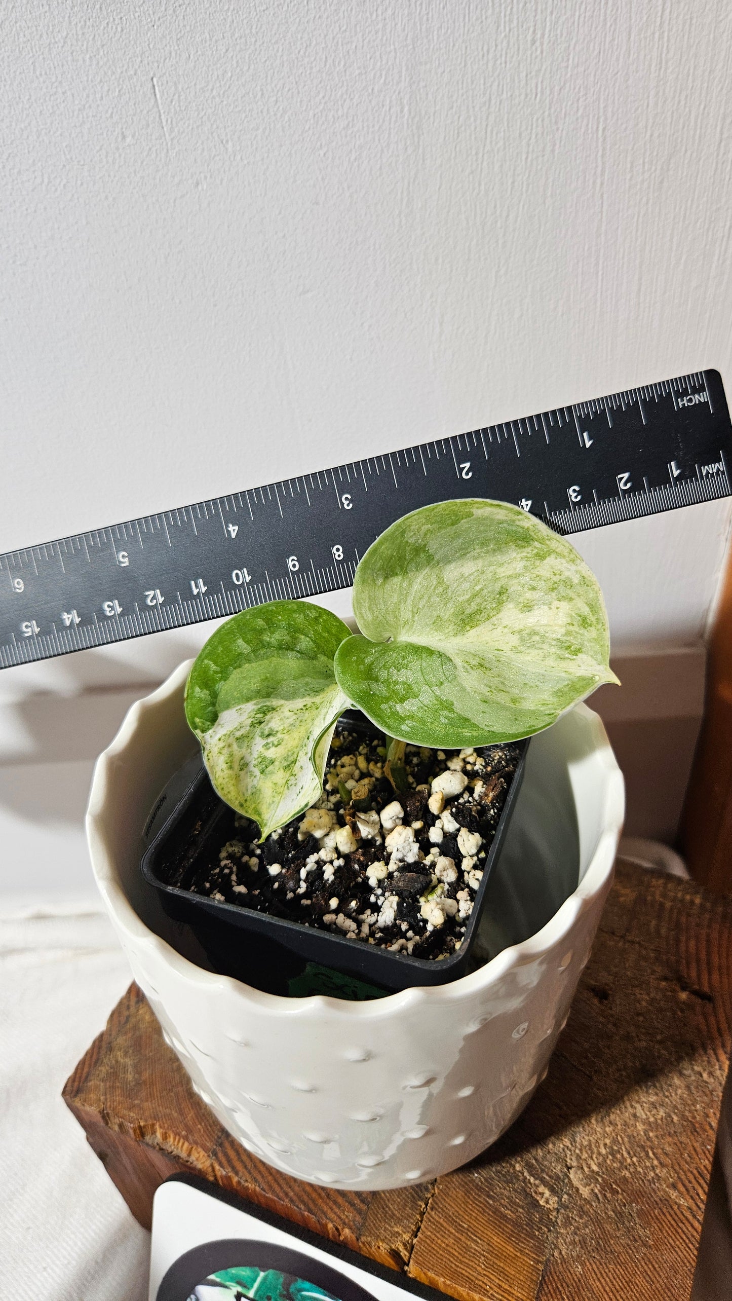 Scindapsus Black Dragon Variegata (SCI-1053)