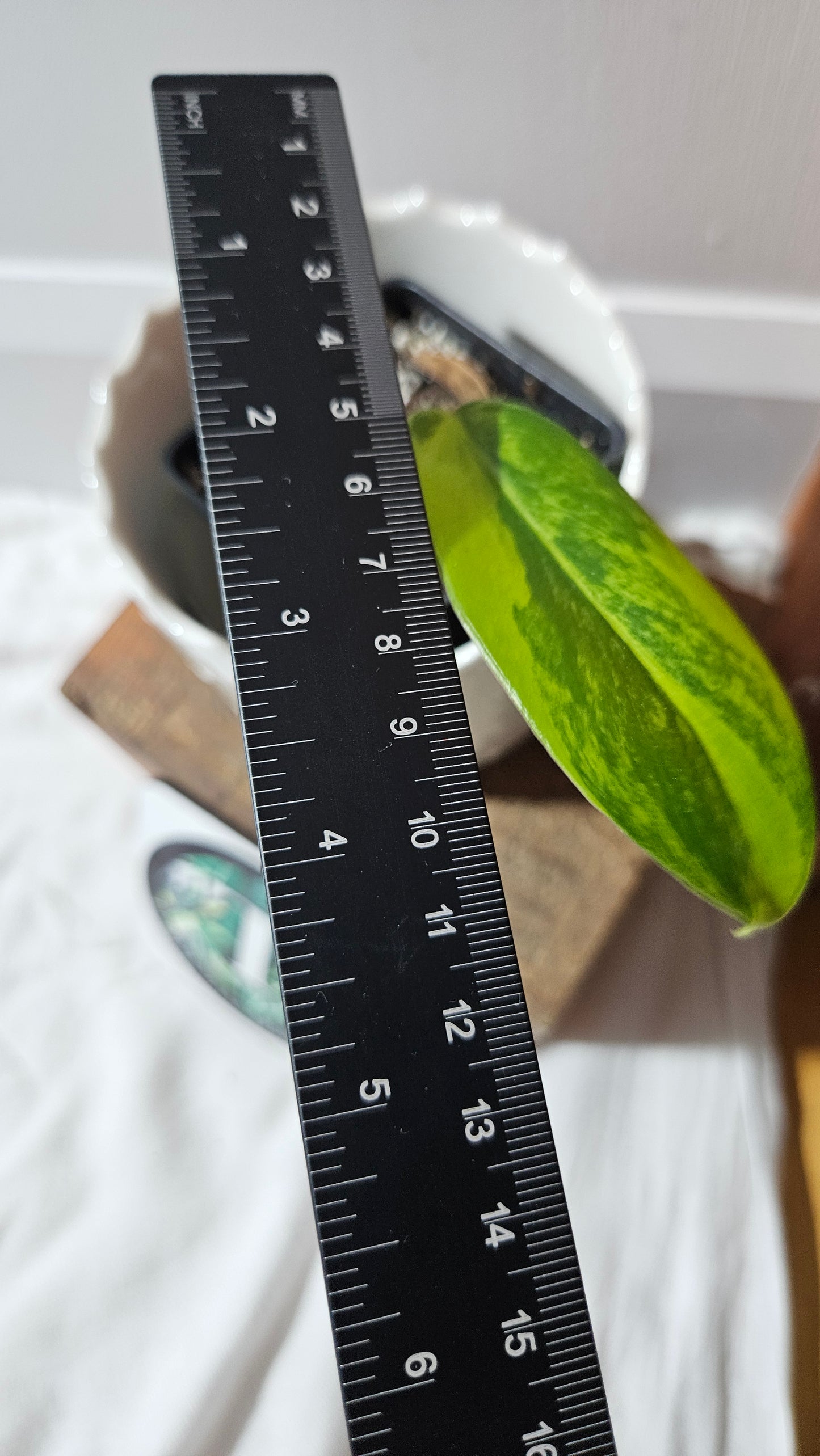 Philodendron Florida Beauty (PHI-877)