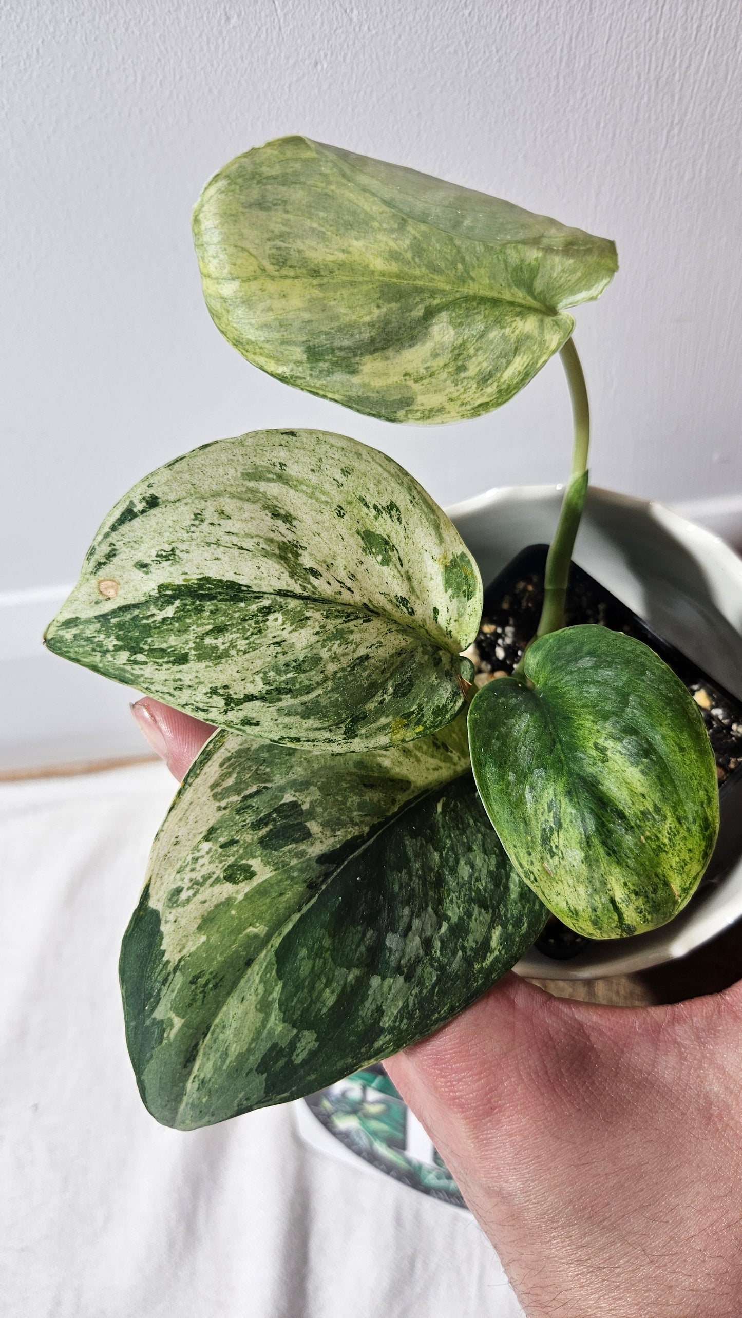 Scindapsus Bahorok (SCI-957)