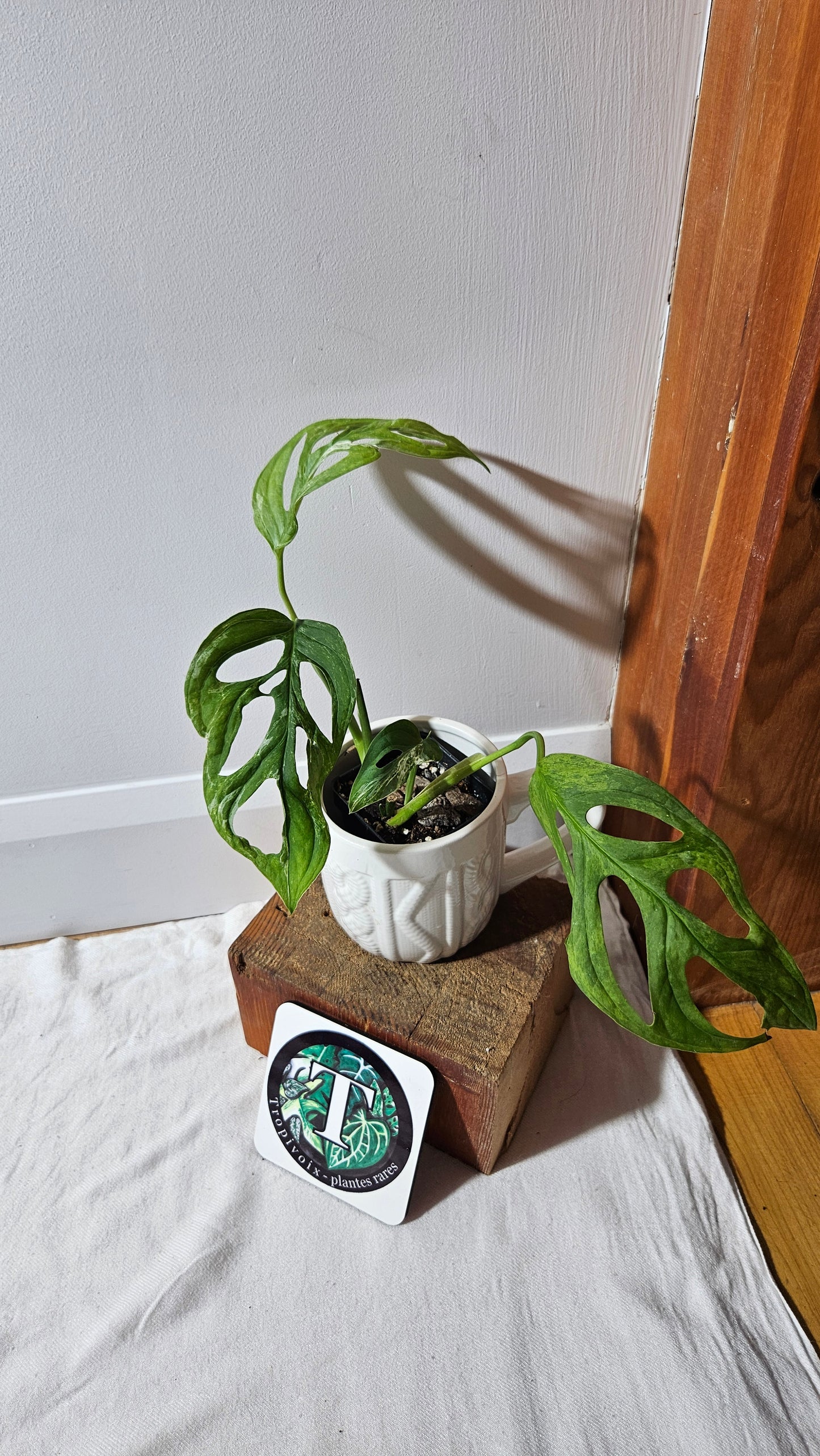 Monstera Andasonii Mint/Indo (MON-476)