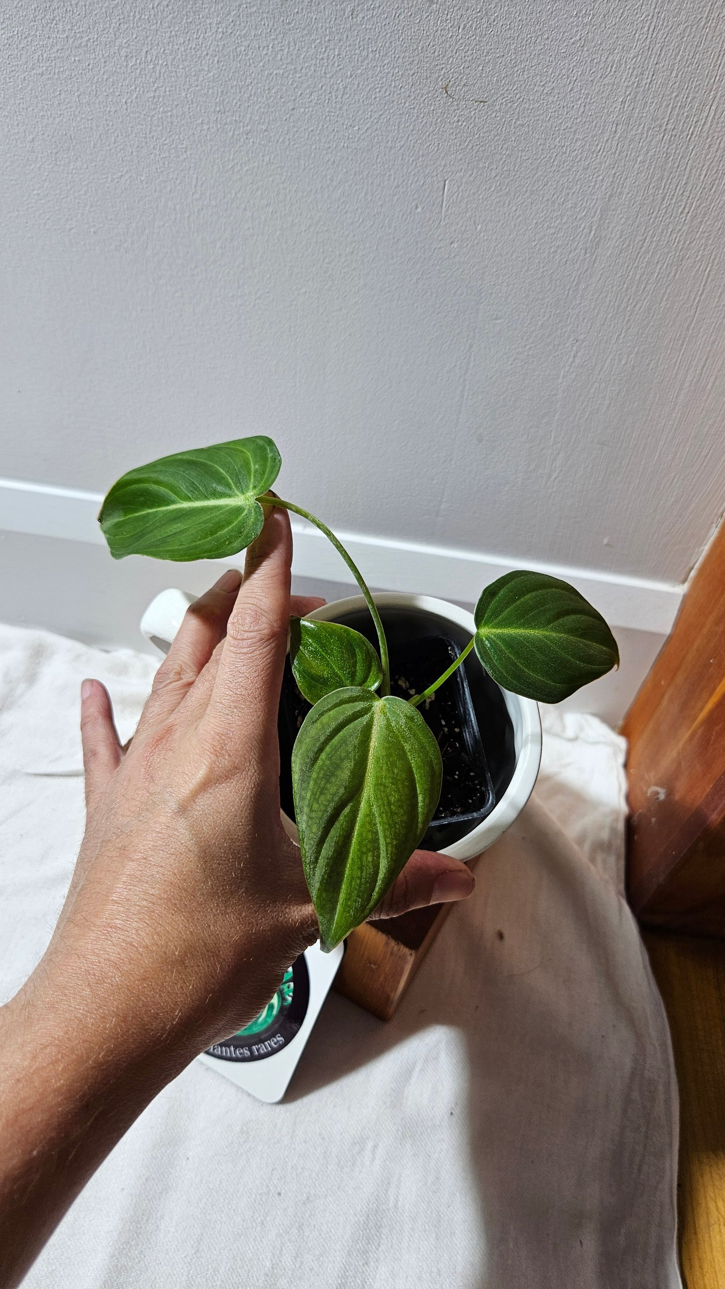 Philodendron Glorious (PHI-900)