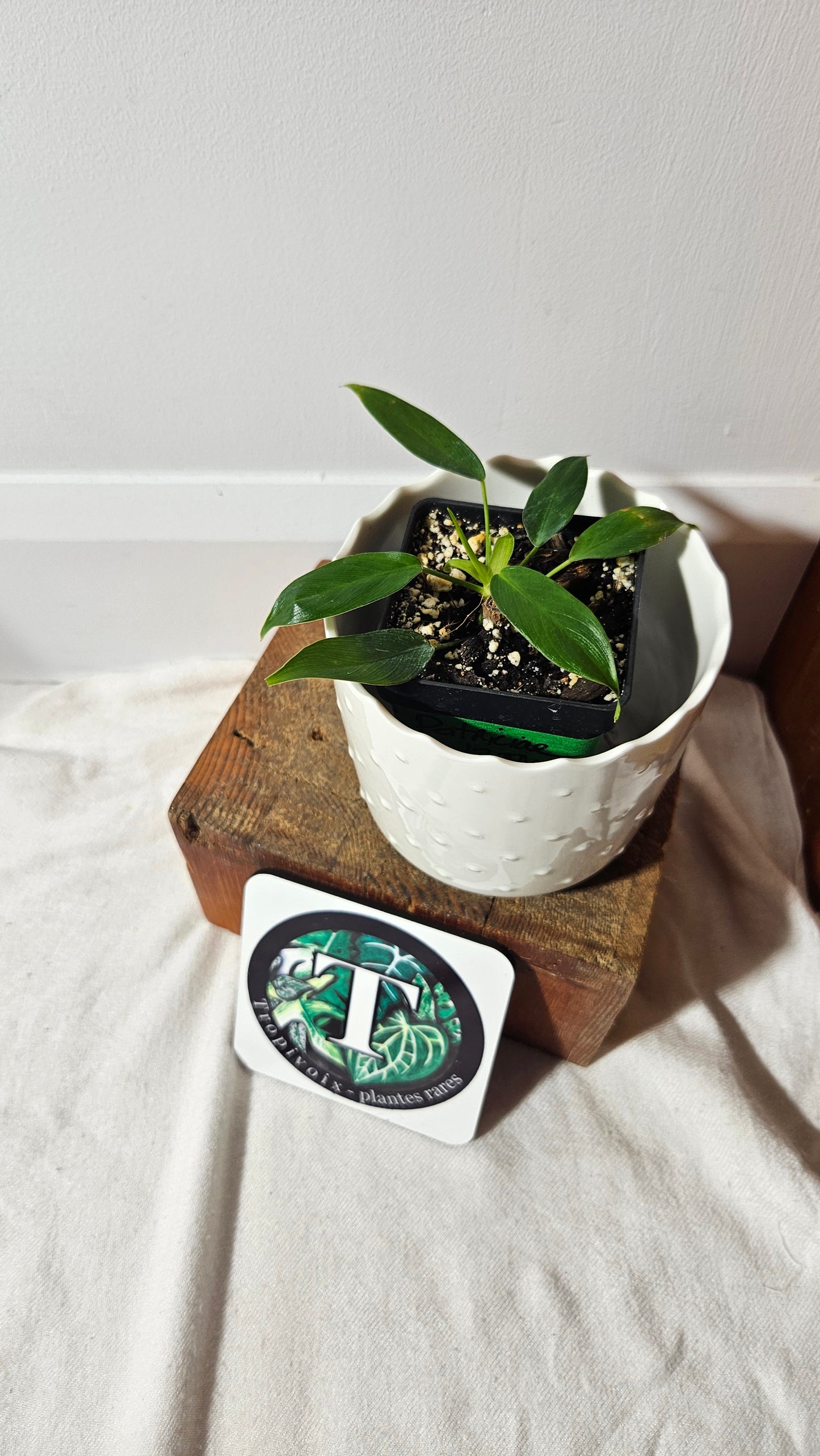 Philodendron Patriciae (PHI-748)