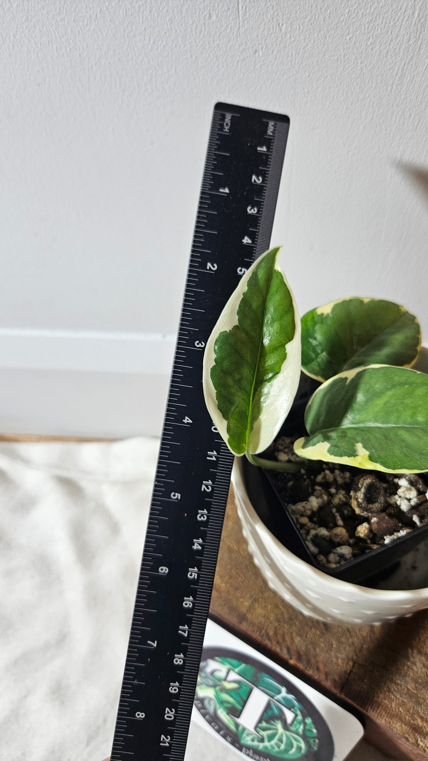 Epipremnum Aureum N'Joy (EPI-207)