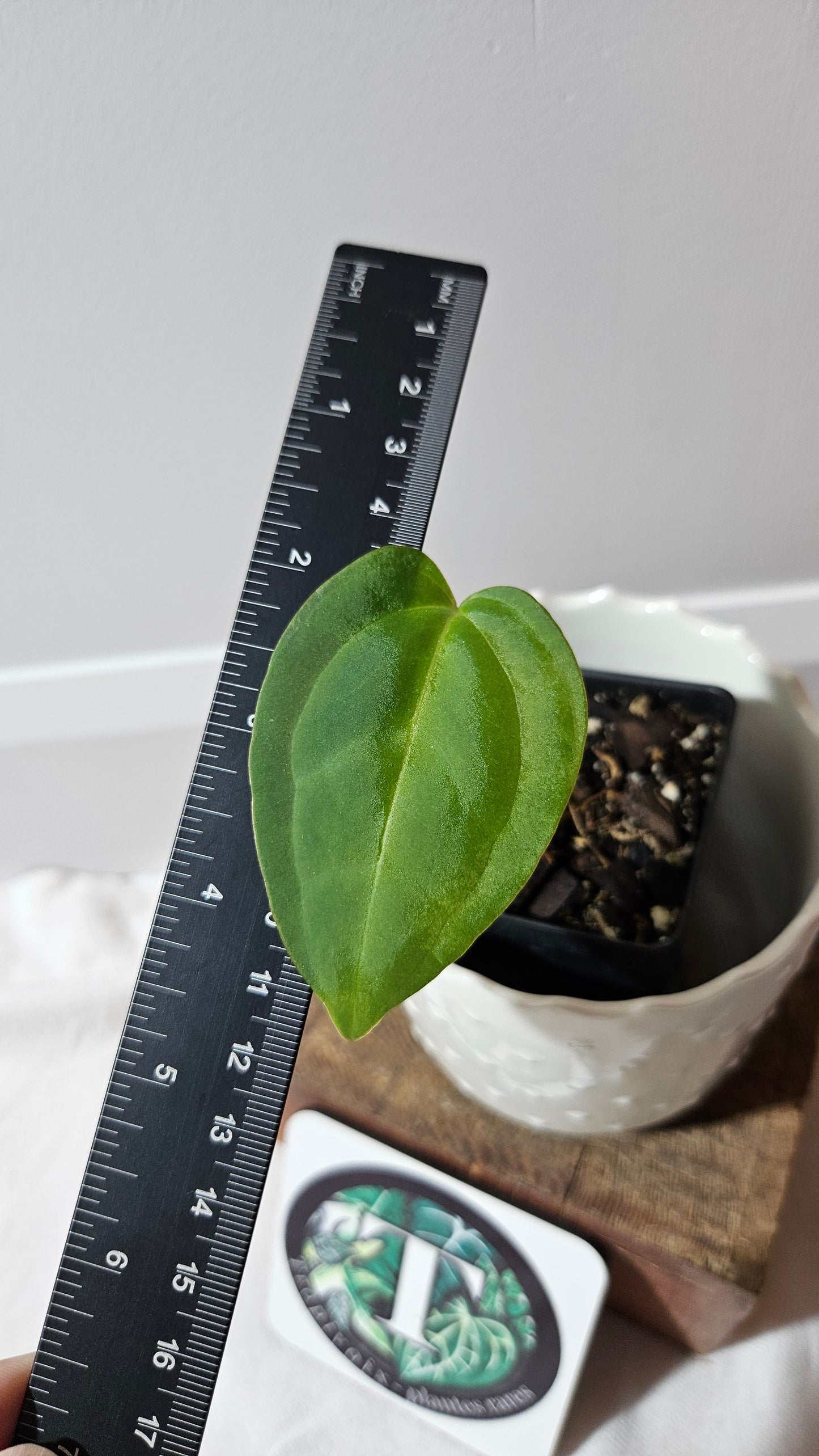 Anthurium Papillilaminum Xone Hybrid "format PETIT" (ANT-520)