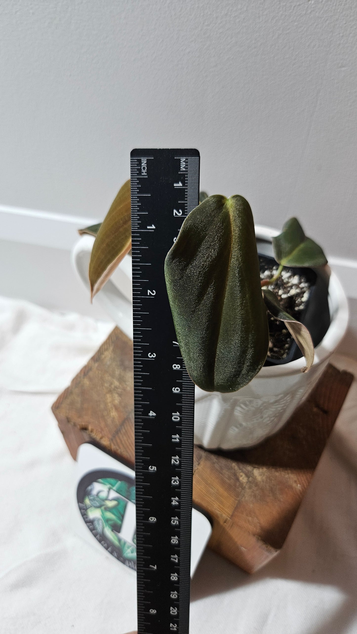 Philodendron Gigas (PHI-908)