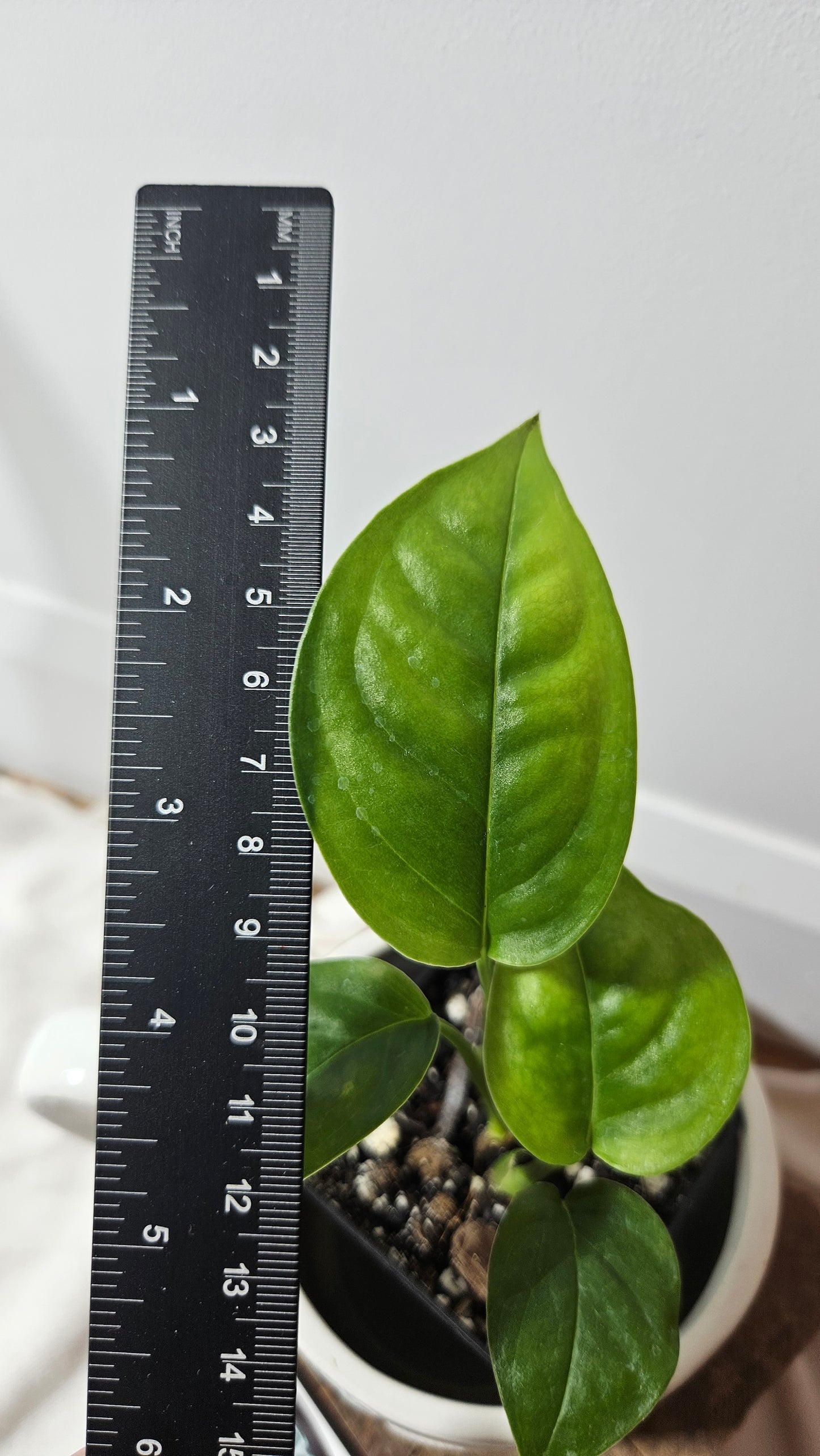 Monstera Obliqua Aff Limon (MON-312)