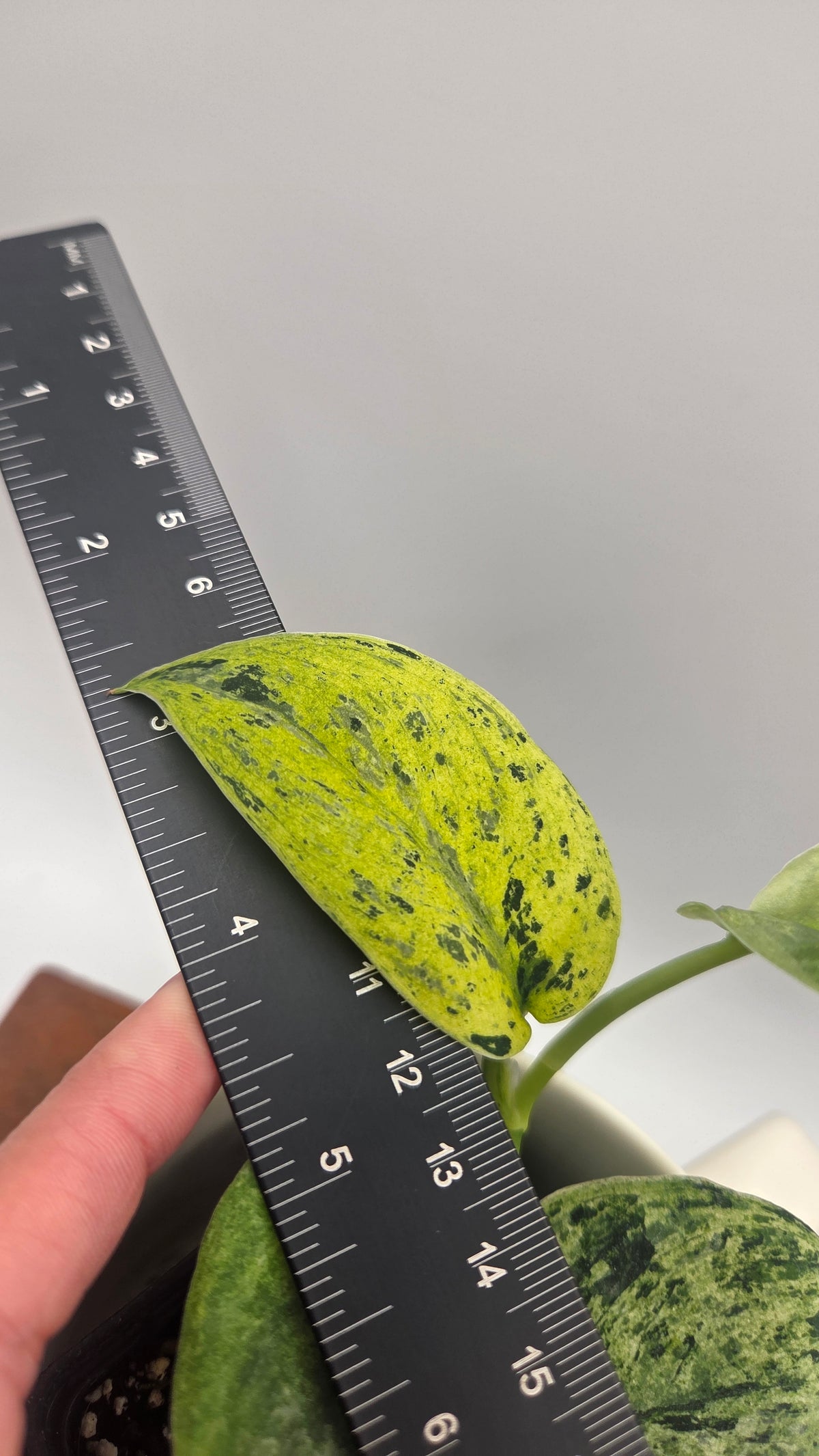 Scindapsus Silver Cloud variegata (SCI-1524)