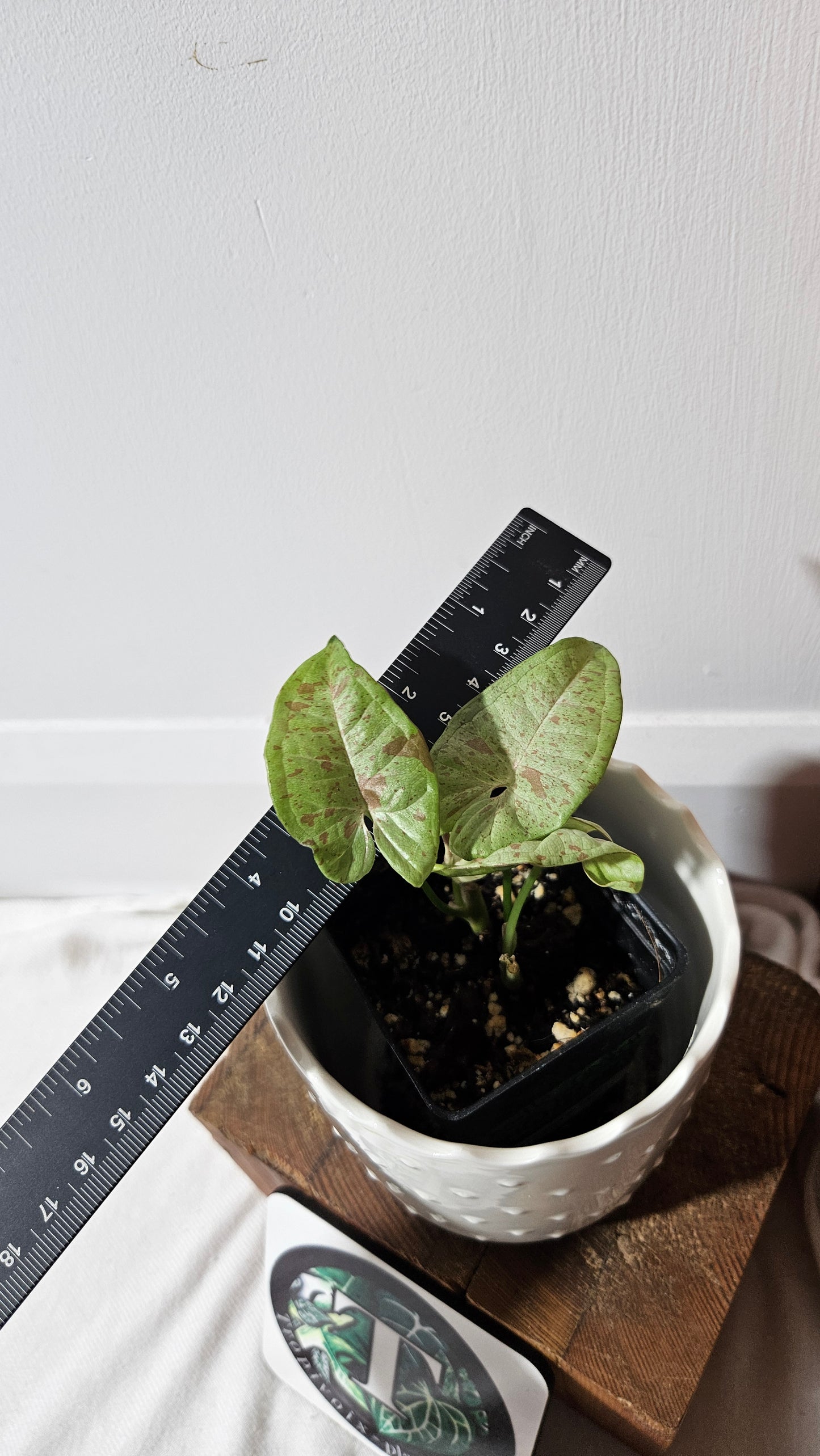 Syngonium Milk Confetti (SYN-455)