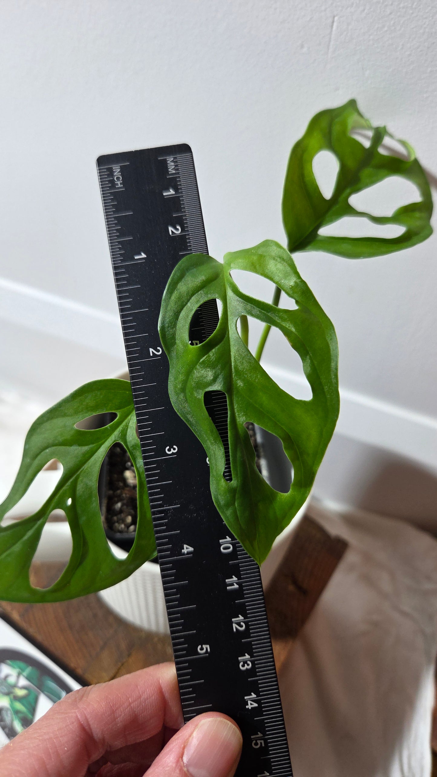 Monstera Obliqua Aff Tena (MON-266)
