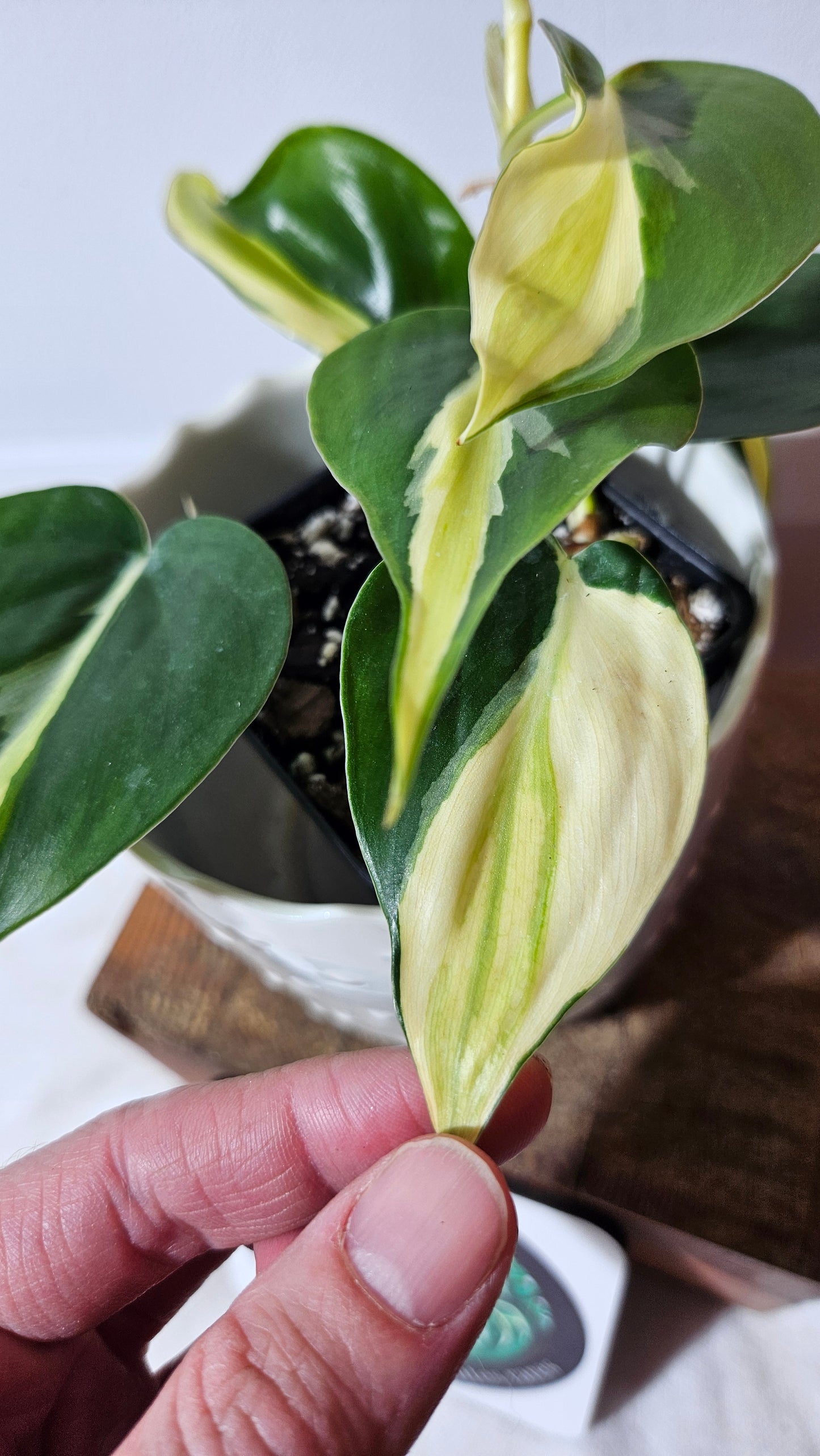 Philodendron Hederaceum Silver Stripe (PHI-734)