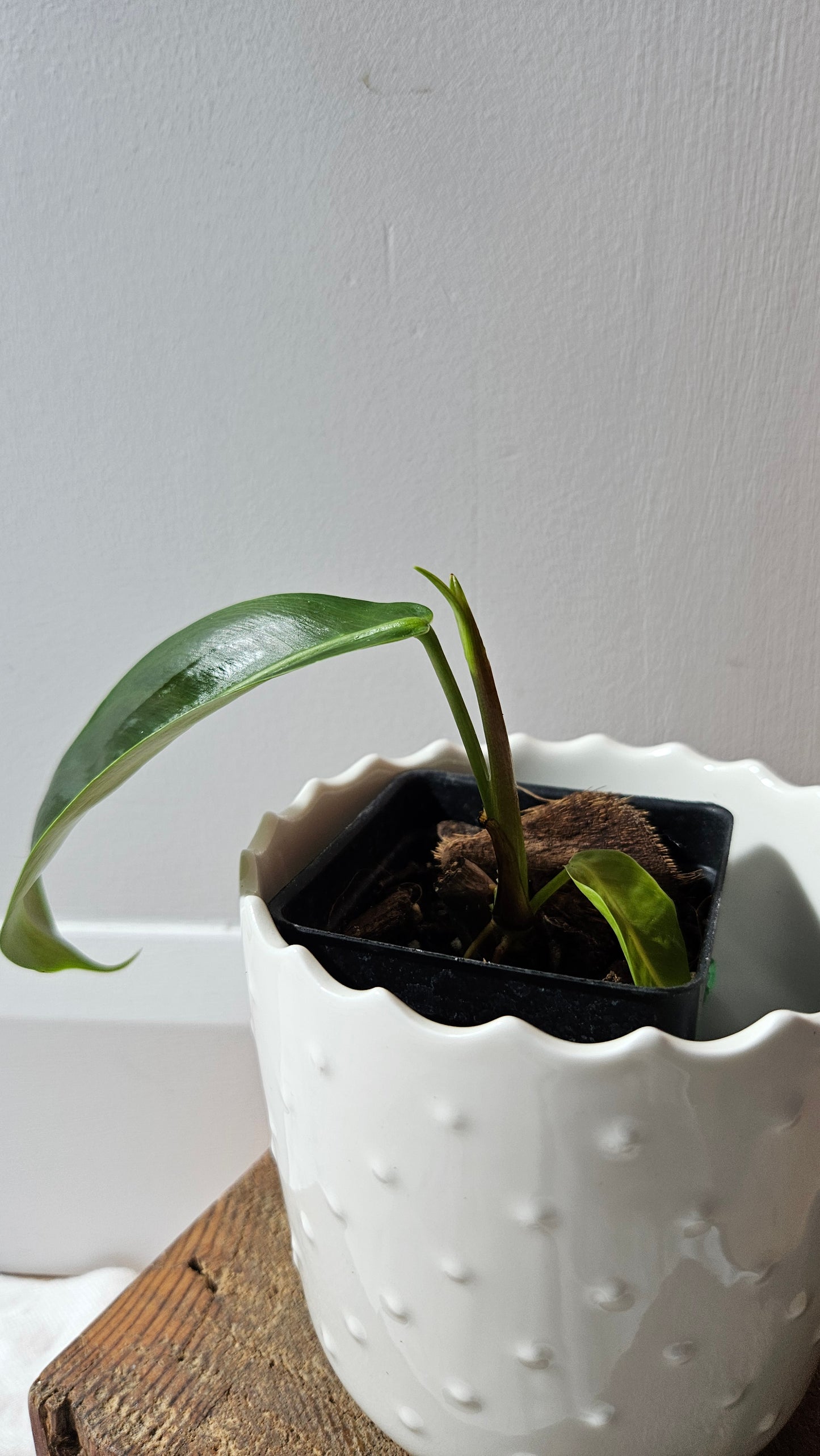 Philodendron Patriciae (PHI-886)