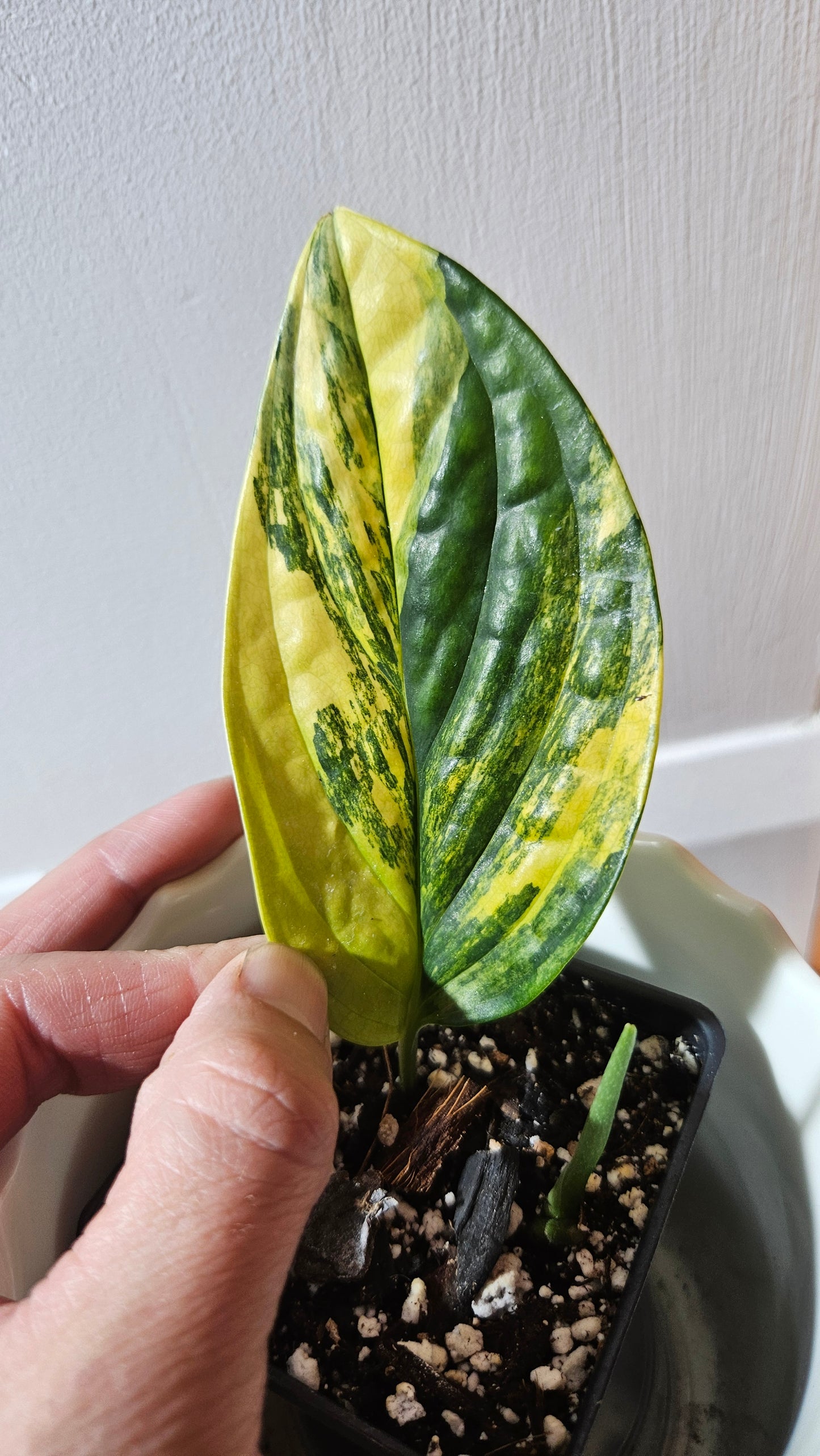 Monstera Karstenianum/Peru Variegata (MON-423)