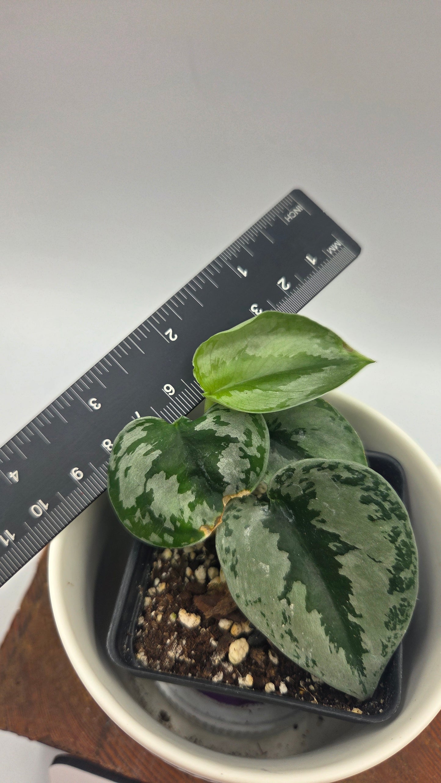 Scindapsus Sparkling (SCI-1495)