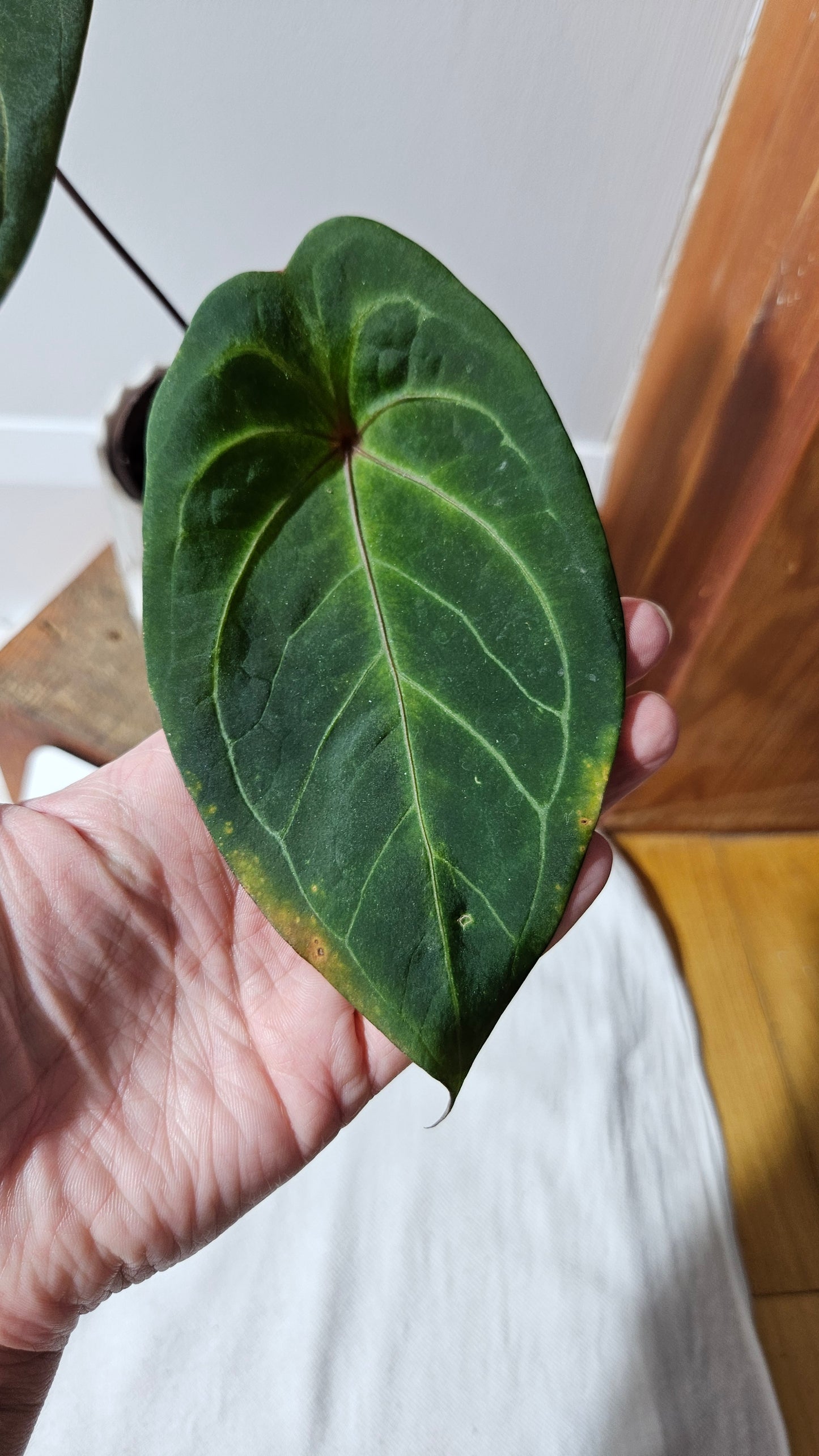 Anthurium Blue Papi x Red Spider "format MOYEN" (ANT-183)